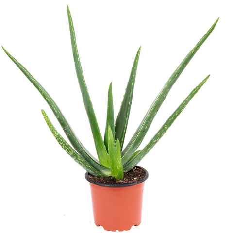 Flowerbox Blumentopf bepflanzt mit Zimmerpflanze Echte Aloe - Aloe vera - Höhe ca. 40 cm, Topf-Ø 12 cm