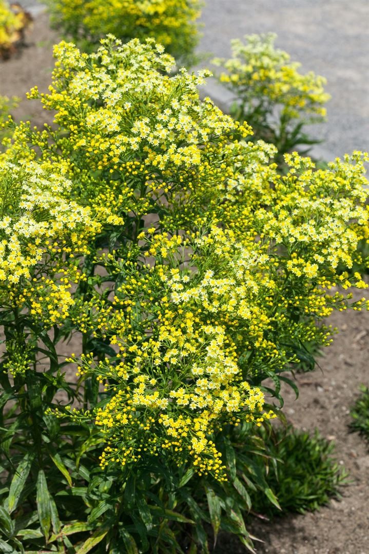 Pflanzen für Dich Staude Solidago virgaurea ssp.virgaurea, 1 St., Echte Goldrute, Gewöhnliche Goldrute