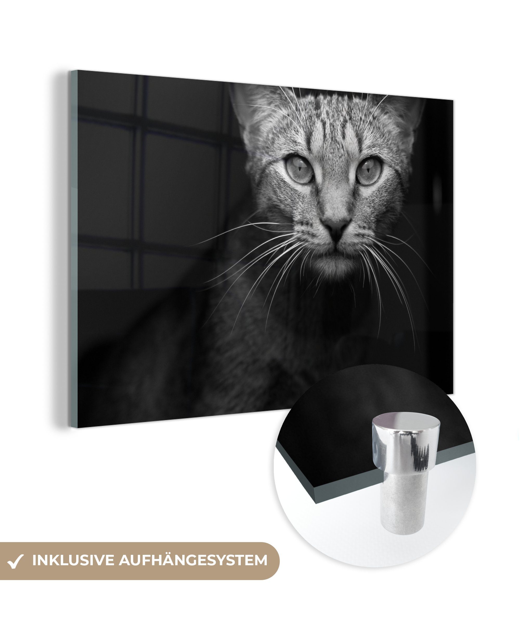 MuchoWow Acrylglasbild Schlafzimmer Weiß, Wohnzimmer Acrylglasbilder - Schwarz Schnurrhaare & (1 St), - Katzen 