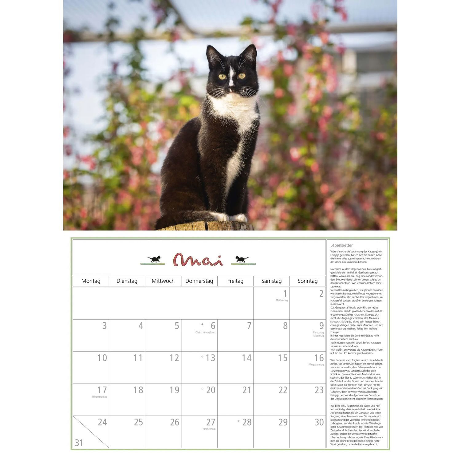 NEUMANN Wandkalender DuMonts Katzen Kalender 2027