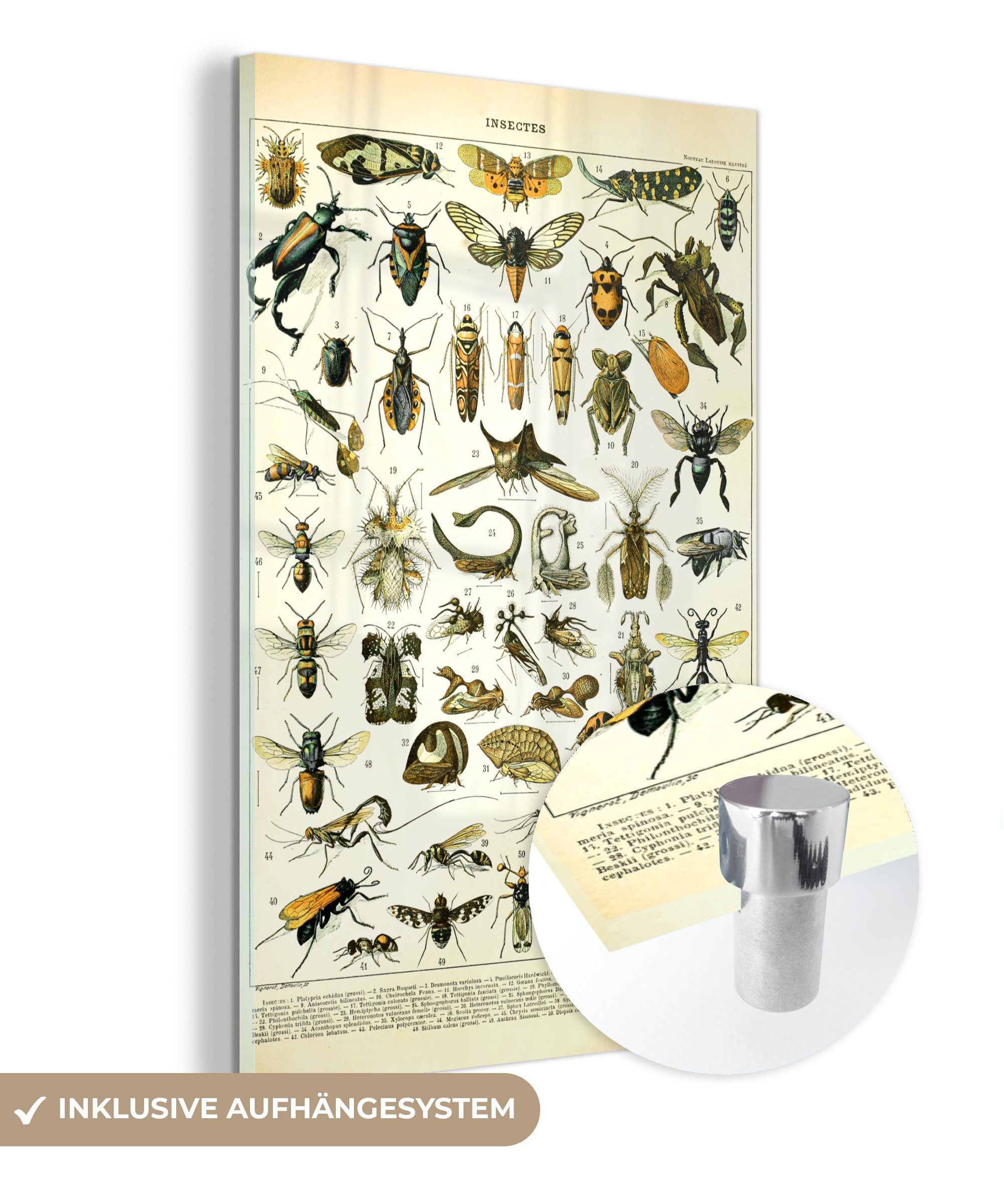 MuchoWow Acrylglasbild Insekten - Tiere - Jahrgang, (1 St), Glasbilder - Bilder auf Glas Wandbild - Foto auf Glas - Wanddekoration
