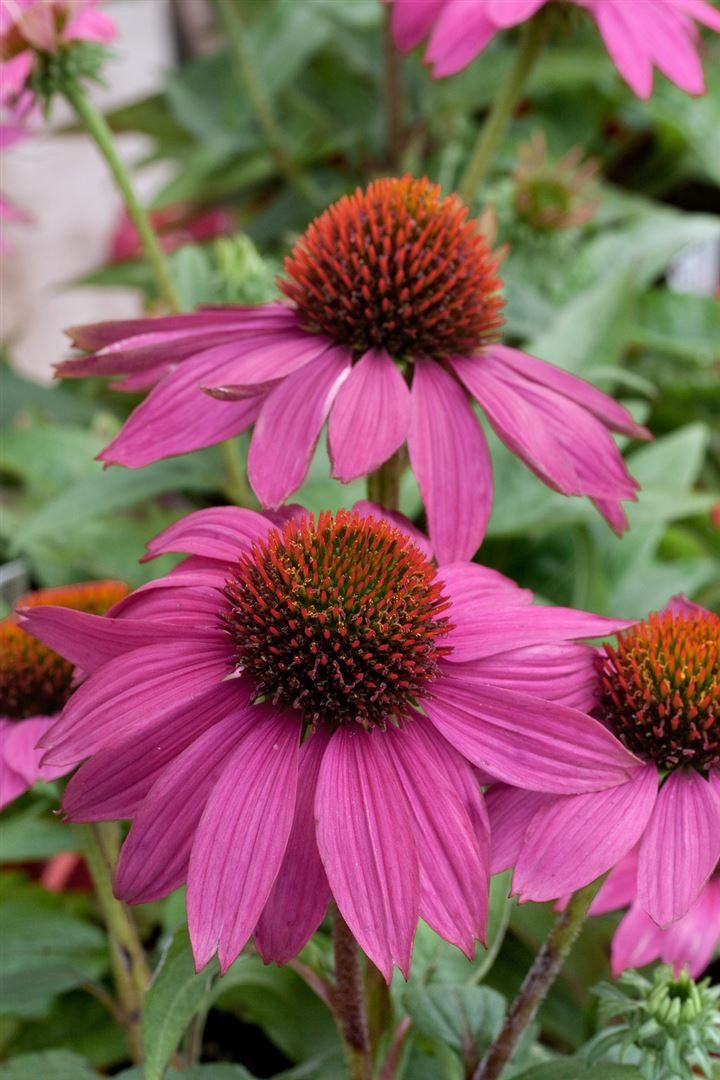Pflanzen für Dich Staude Echinacea purpurea PowWow Wild Berry, 1 St., Purpur-Sonnenhut, Roter Sonnenhut