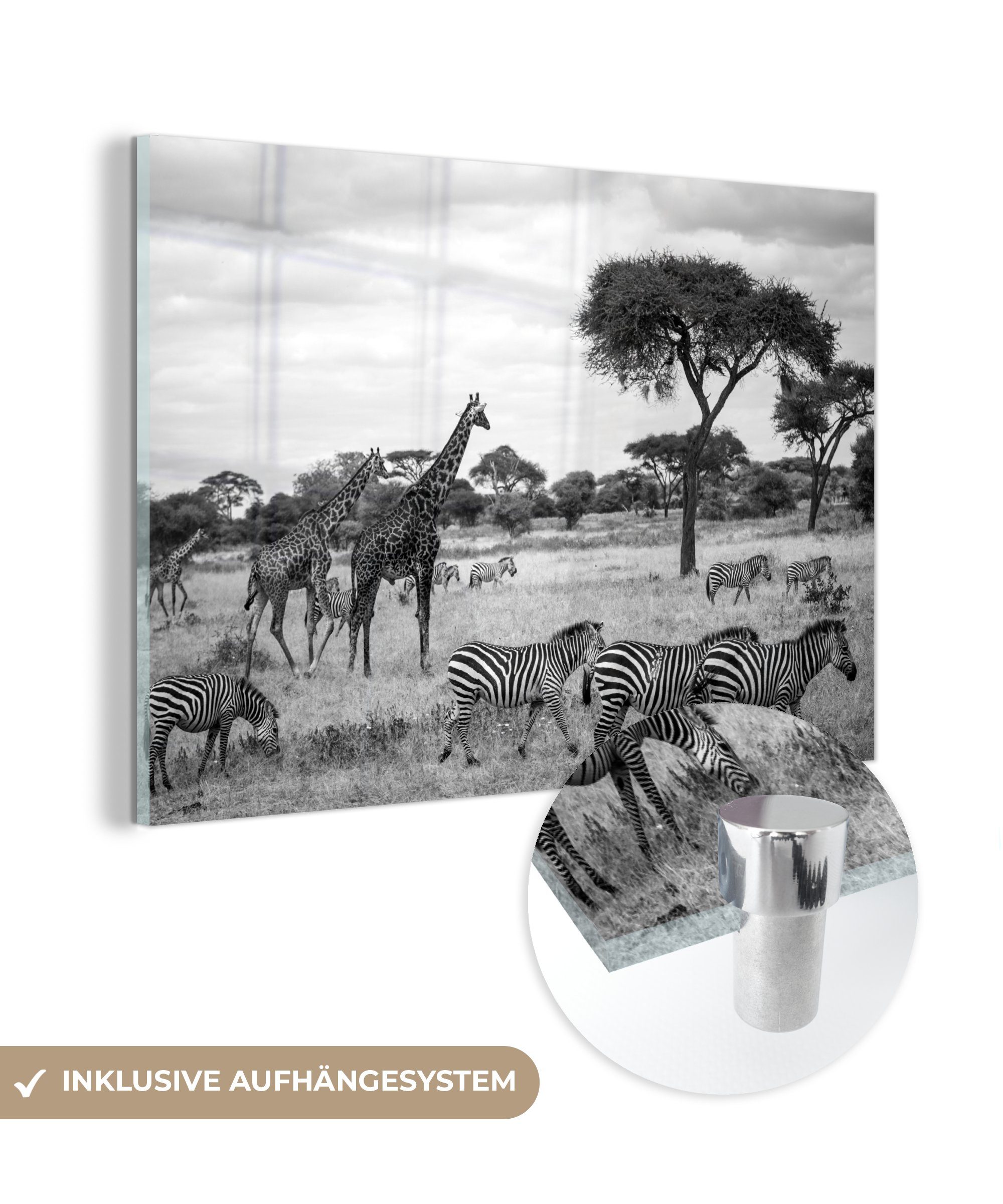 MuchoWow Acrylglasbild Giraffen und Zebras zusammen in den Savannen des, (1 St), Acrylglasbilder Wohnzimmer & Schlafzimmer