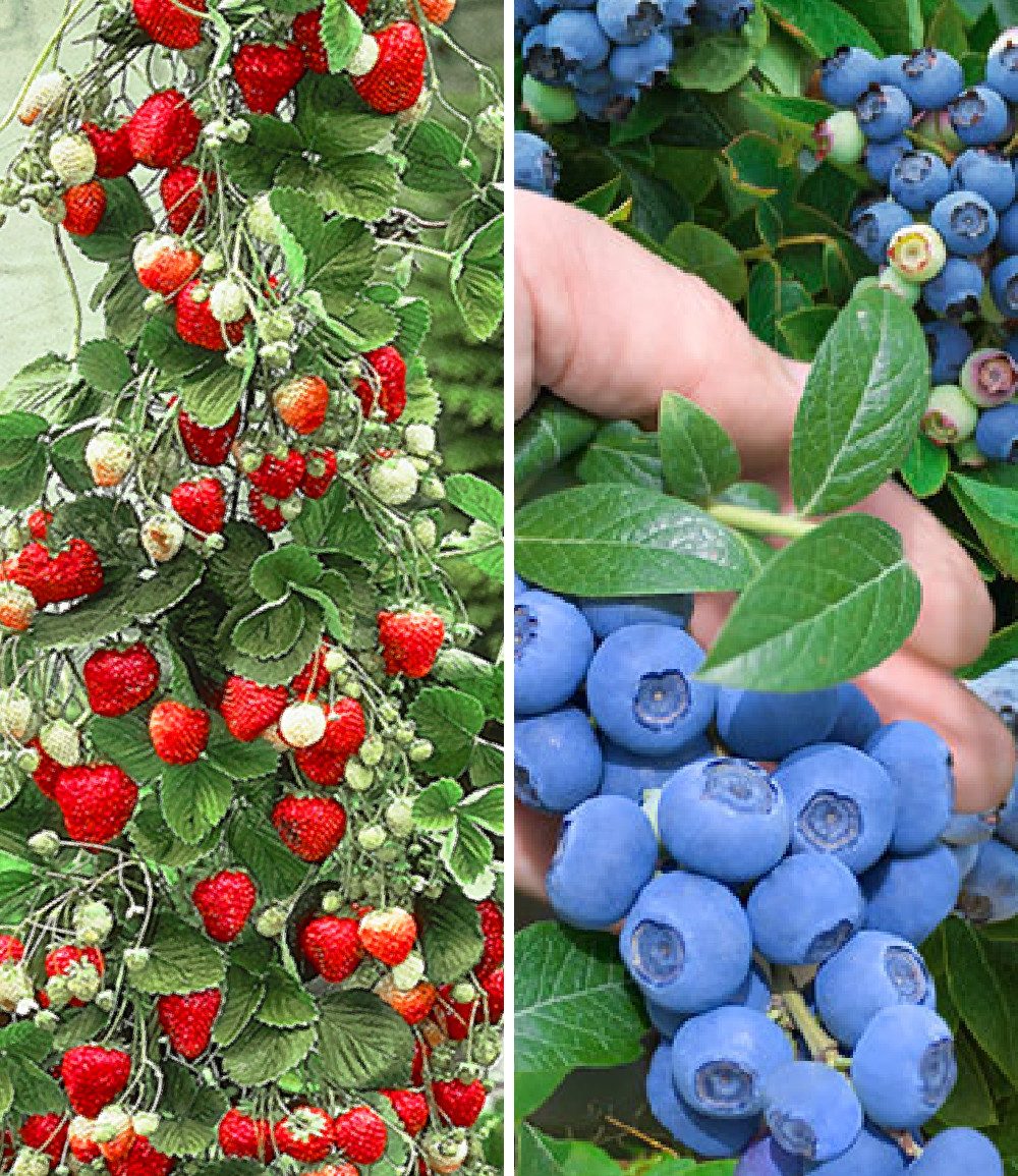 BALDUR Garten Obstpflanze Beeren-Kollektion, 4 St., Kletter-erdbeere"hummi, winterhart, mehrjährig, pflegeleicht