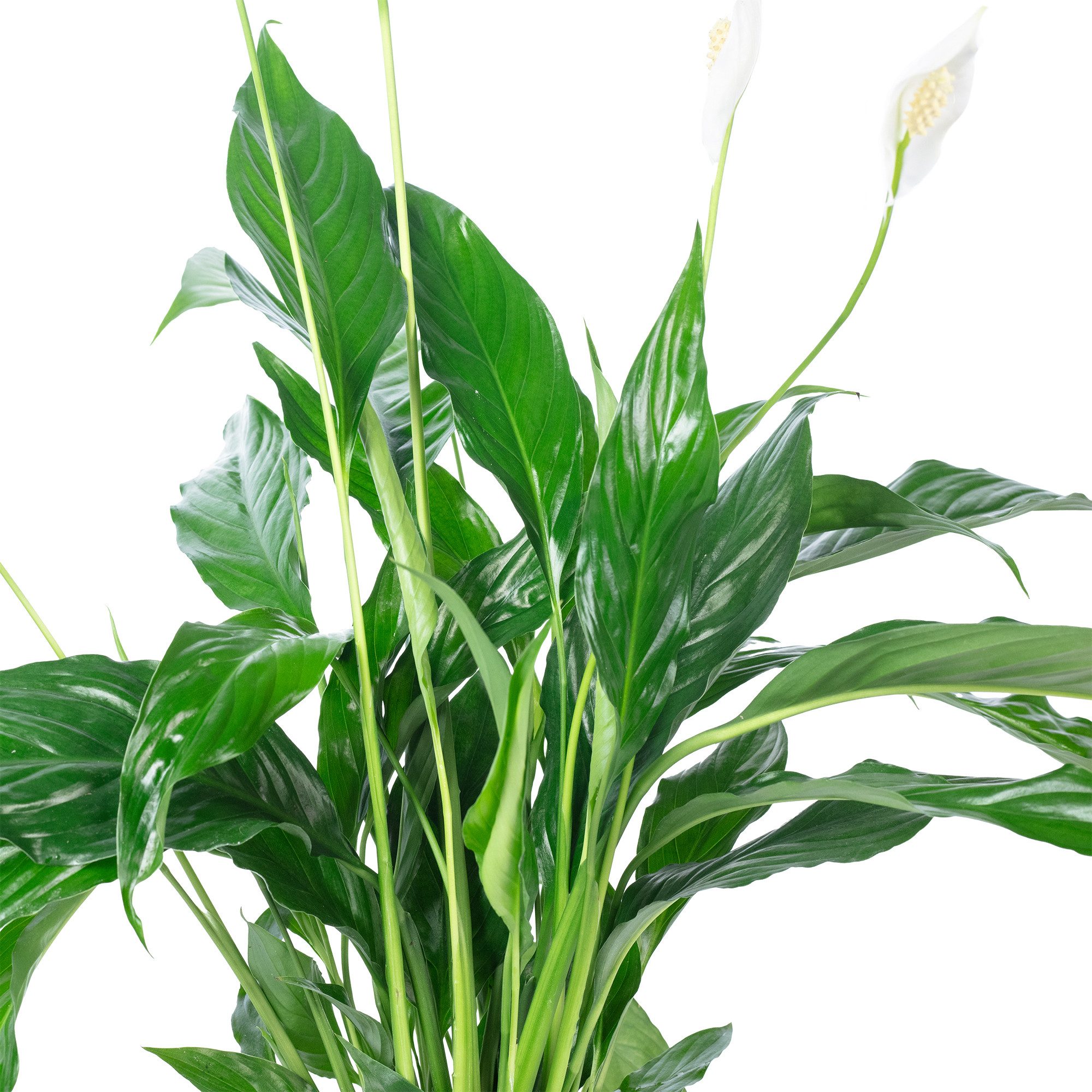 Flowerbox Zimmerpflanze Einblatt - Spathiphyllum, pflegeleicht - Höhe ca. 50 cm, Topf-Ø 13 cm – Bild 5 von 5