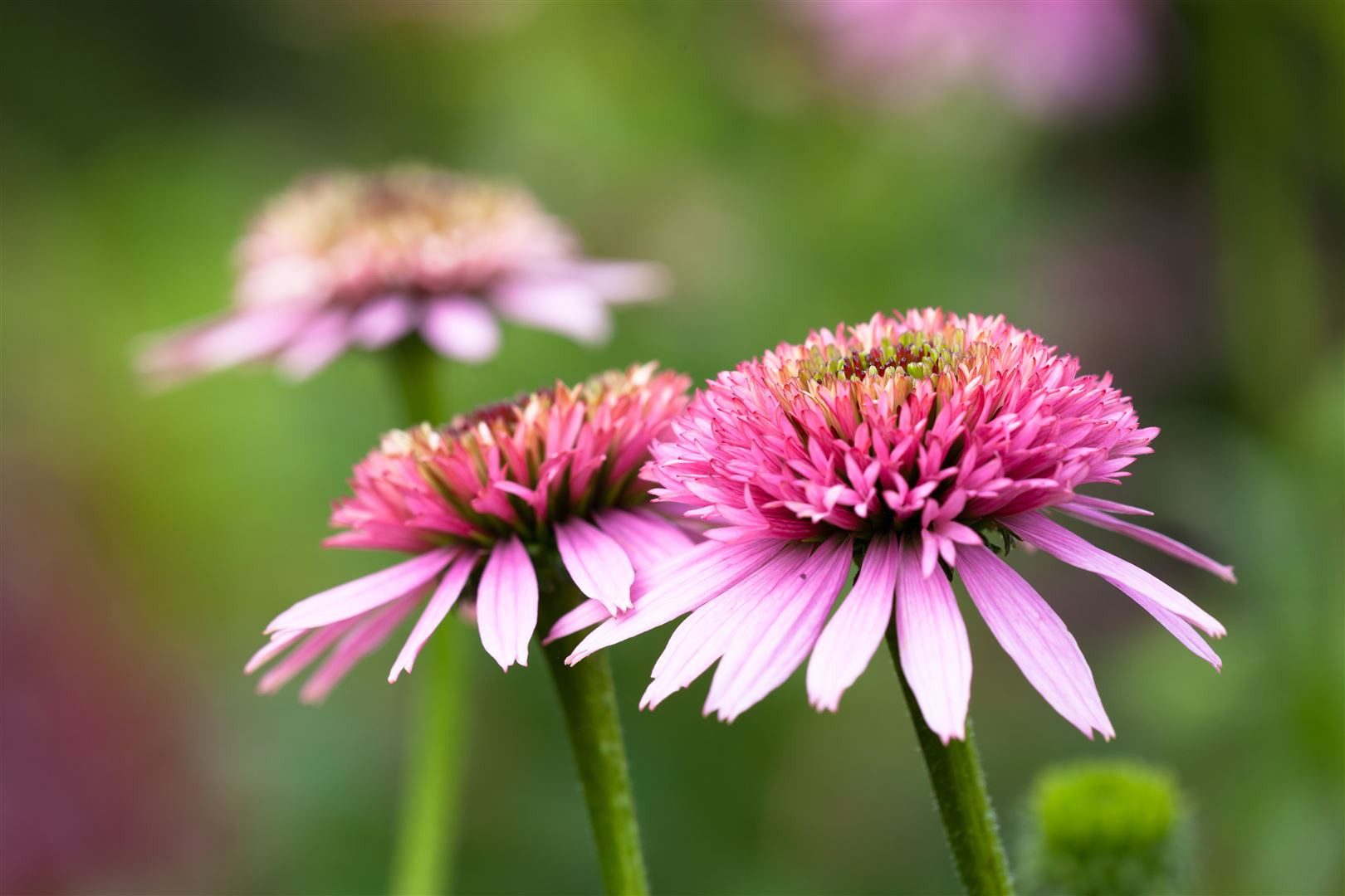 Pflanzen für Dich Staude Echinacea purpurea, 1 St., Roter Sonnenhut, Purpur-Sonnenhut – Bild 2 von 5