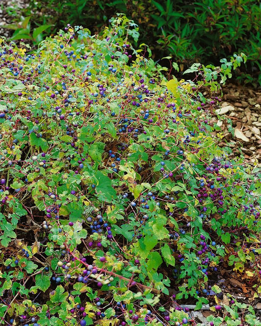 Pflanzen für Dich Kletterpflanze Ampelopsis brev., 1 St., Falsche Jungfernrebe, Porzellanbeere, buntlaubig, kletterpflanze