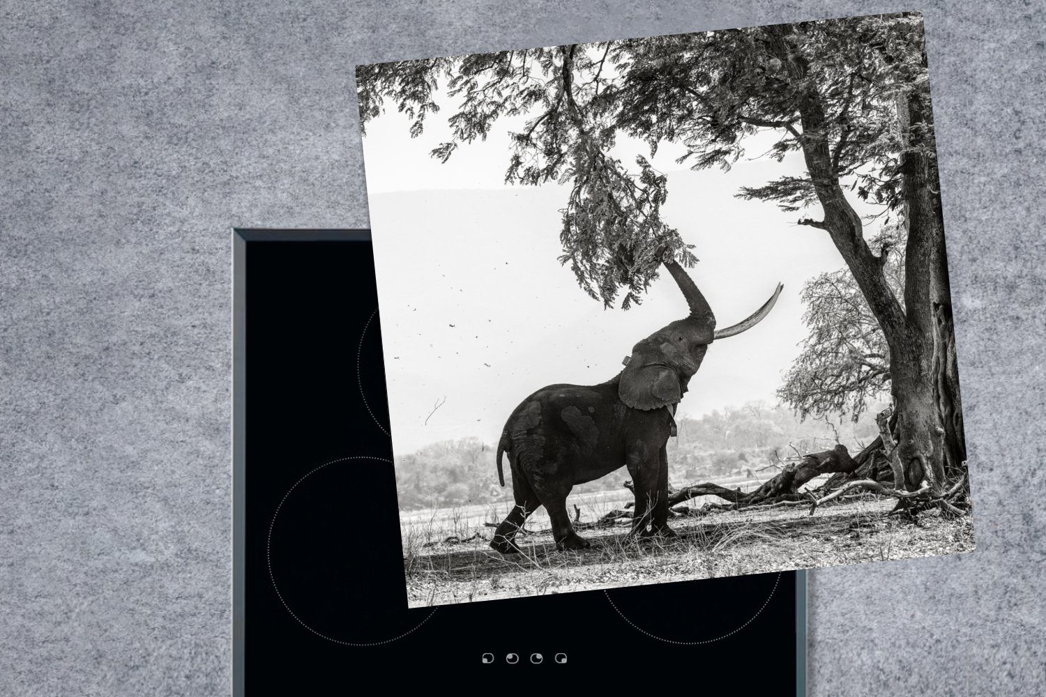 und Elefant (1 78x78 Ceranfeldabdeckung, - Arbeitsplatte - Baum weiß, tlg), für - MuchoWow cm, Schwarz Herdblende-/Abdeckplatte küche Vinyl, Tiere
