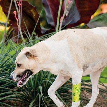 Schecker OP-Body Hunde Bandage - Anti-Knabberverband