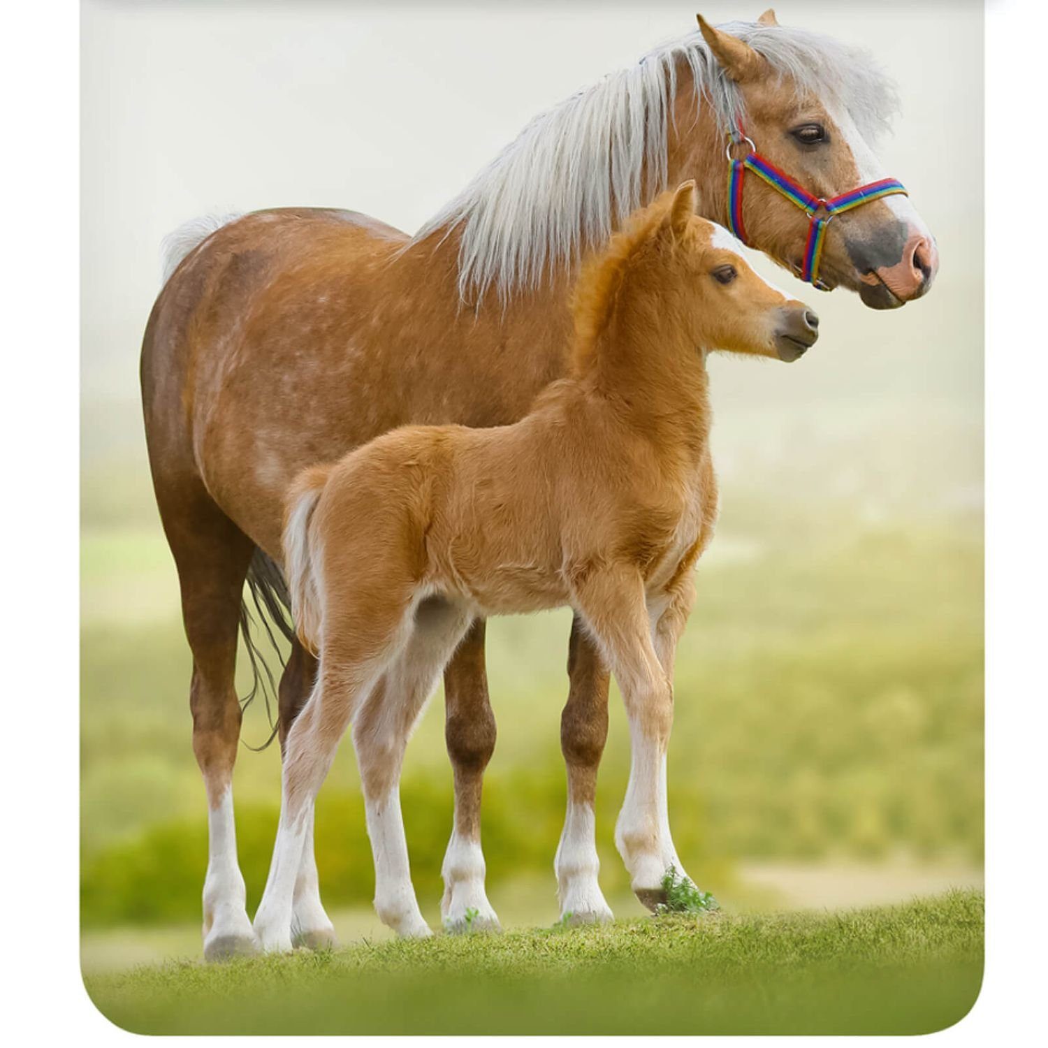 ESPiCO Kinderbettwäsche Pferd Trendy Bedding, Renforcé, 2 teilig, Tiermotiv, Pony