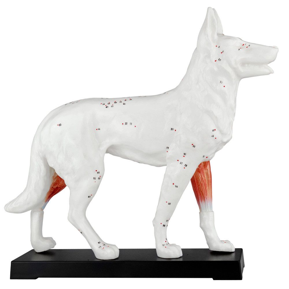 MedMod Dekoobjekt Akupunktur Anatomie Figur TCM Modell Hund Muskelmodell
