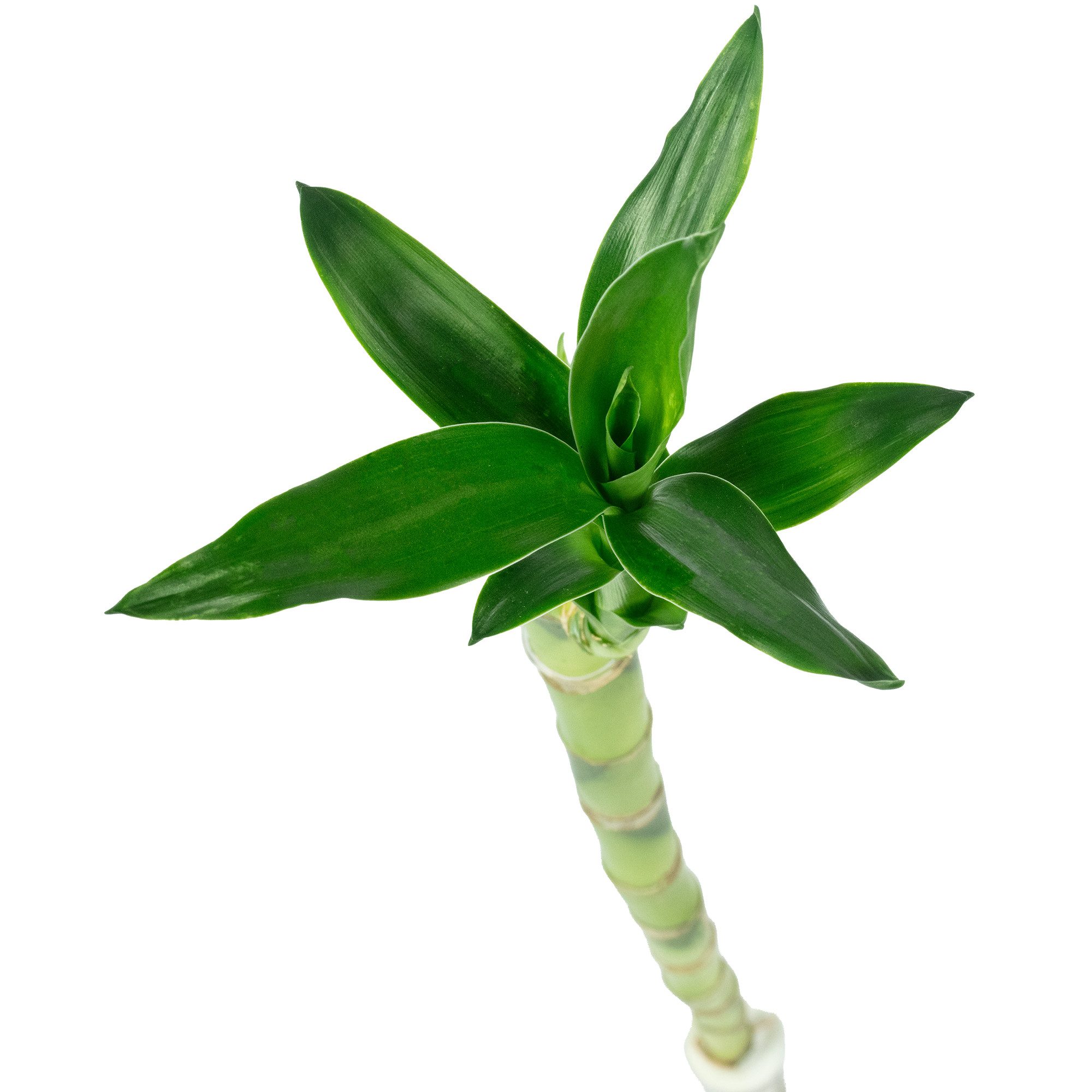 Flowerbox Zimmerpflanze Glücksbambus "Lucky Bamboo" gerader Stengel 3er-Set, pflegeleicht - Höhe ca. 50 cm - im Röhrchen
