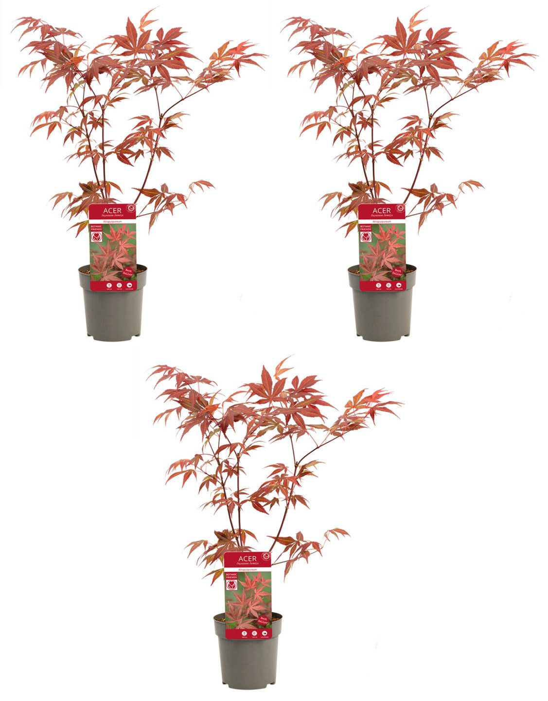 meinvipshop Hecken 3 x Roter Fächerahorn 40cm