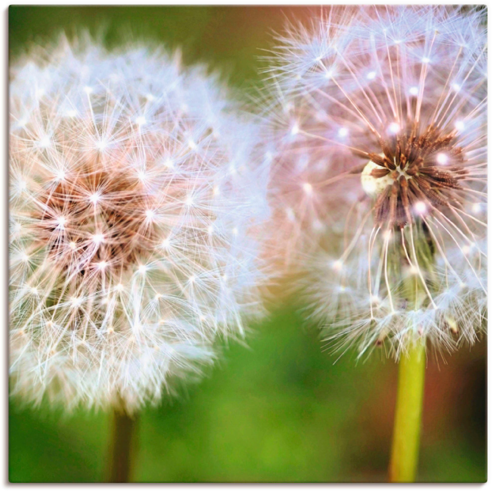 Blumen oder (1 in Leinwandbild, Wandbild St), Artland Poster Pusteblume Zweisamkeit, versch. Alubild, Wandaufkleber als Größen