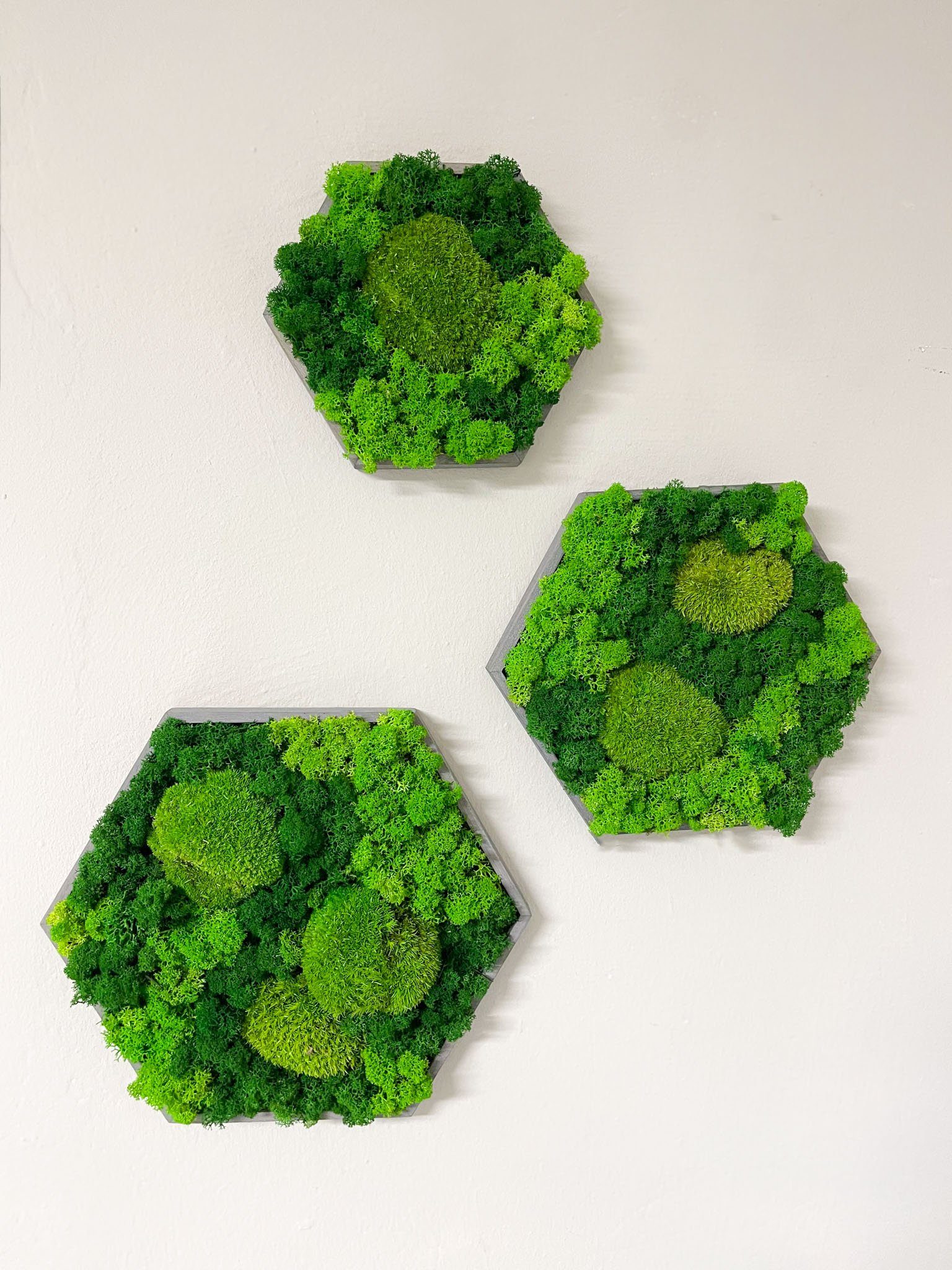Gedankenwunder Manufaktur Wandbild Moosbild Kombi Islandmoos & Ballenmoos Hexagon Holz Rahmen – Bild 3 von 5