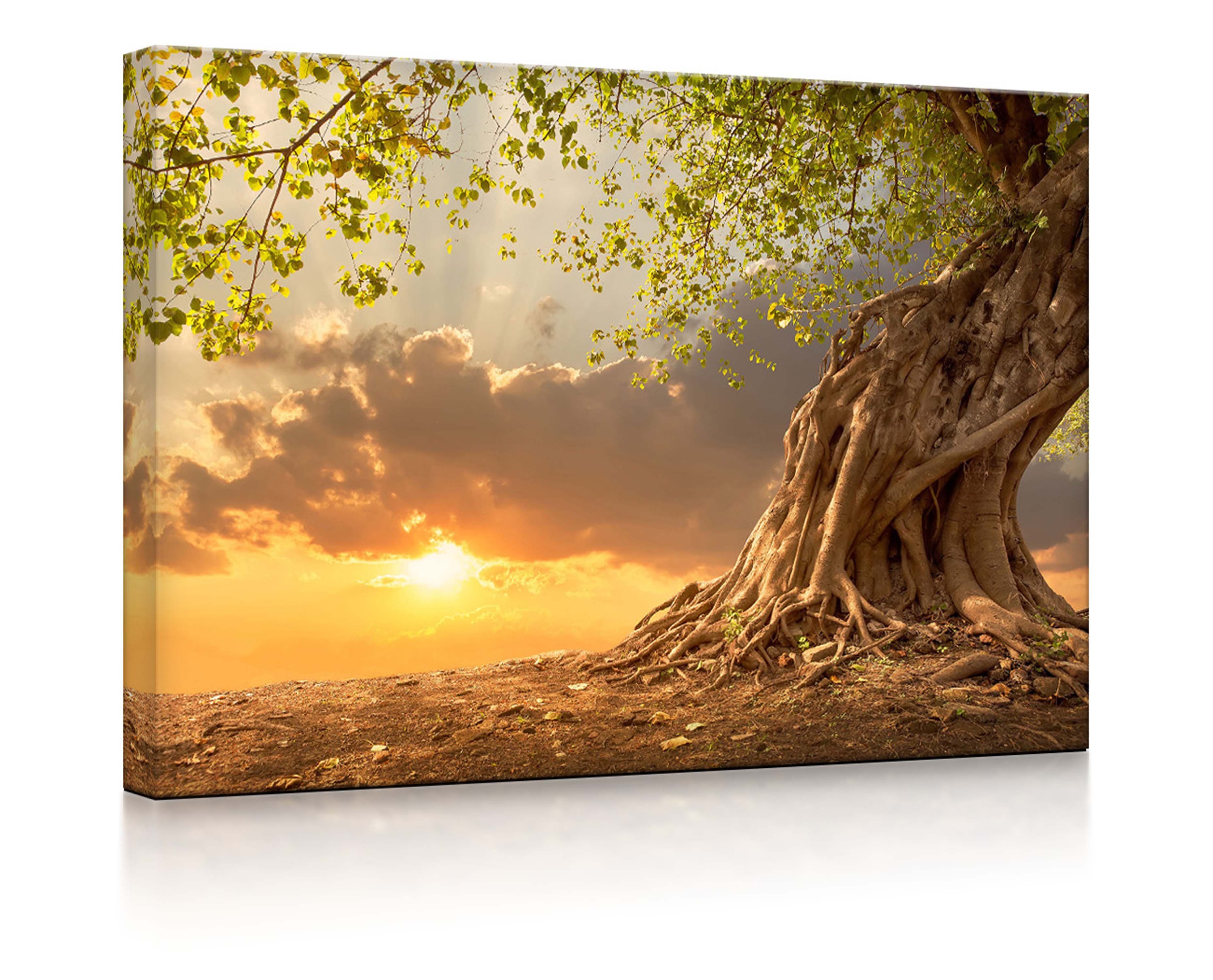 lightbox-multicolor LED-Bild lighted starker Fernbedienung 60x40cm, Sonnenuntergang Verwurzelter Leuchtbild front im Baum mit 