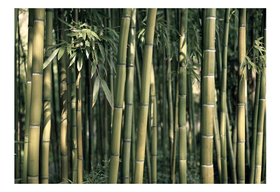 KUNSTLOFT Vliestapete Durch den Bambuswald 3.5x2.45 m, halb-matt, lichtbeständige Design Tapete