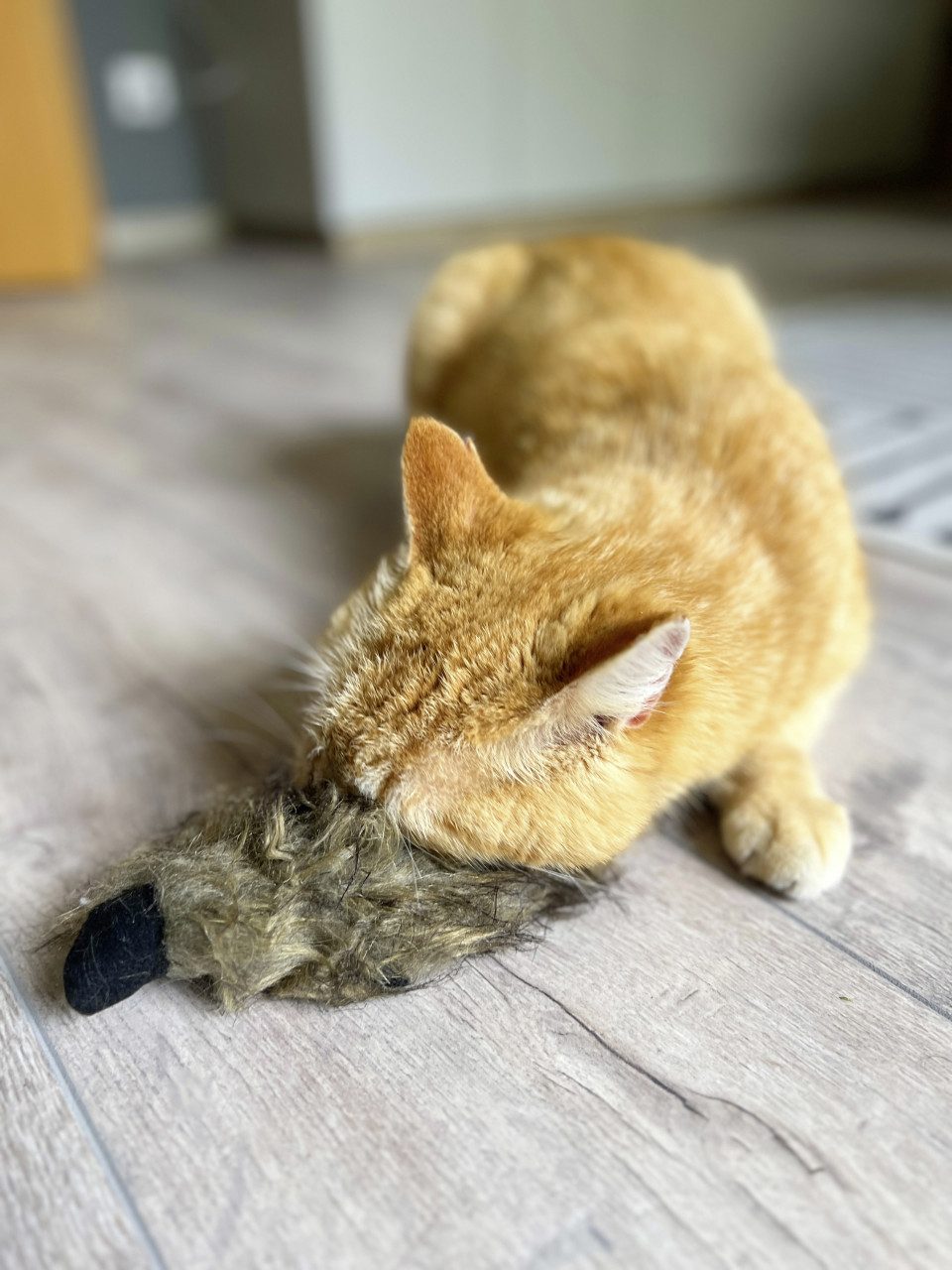 Aumüller Katzenspielrad Aumüller Katzenspielzeug Frettchen grau mit, Sand