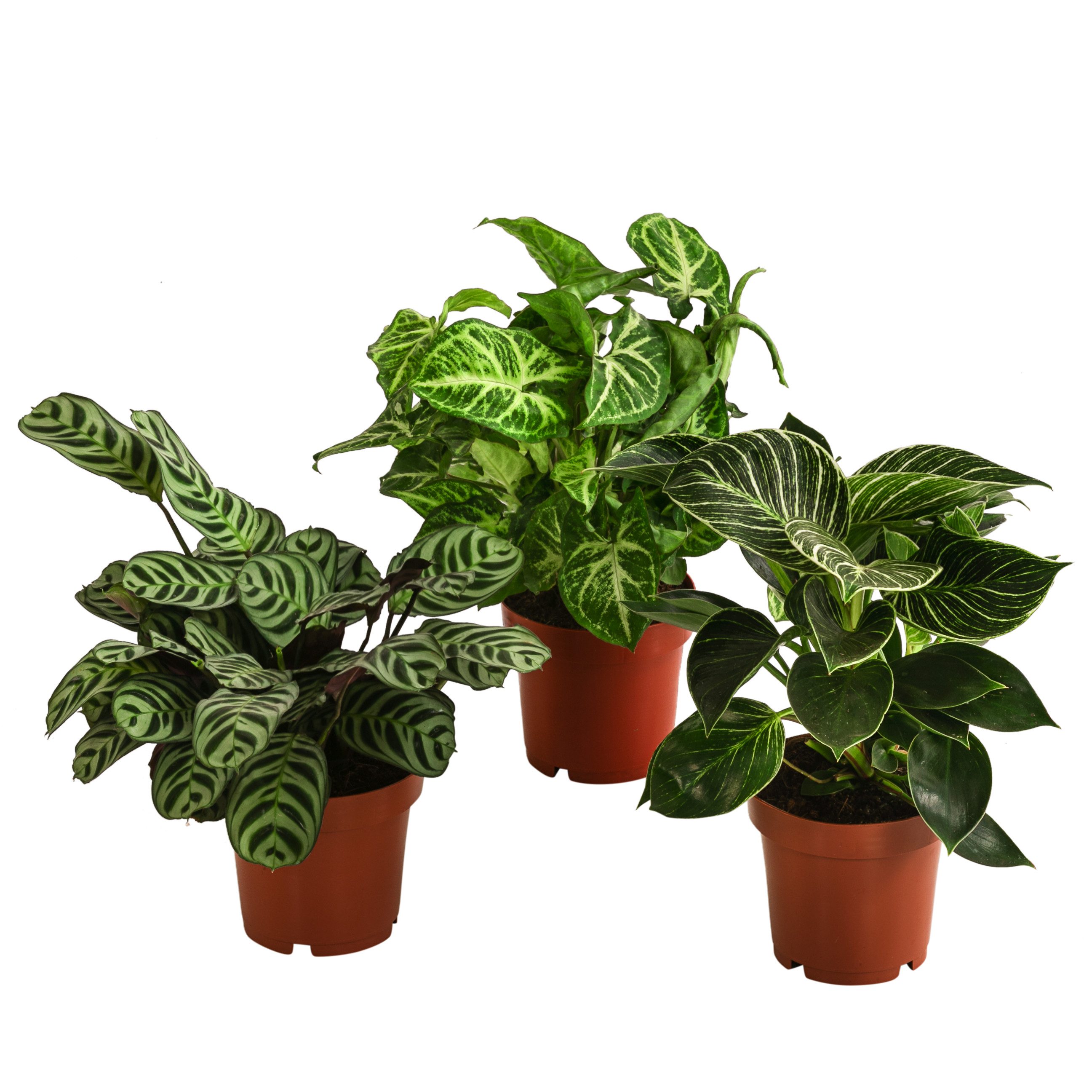 Dehner Zimmerpflanze Растения-Set Ever Green, je 1x Purpurtute, Philodendron, Korbmarante, pflegeleichtes Grünpflanzen Trio