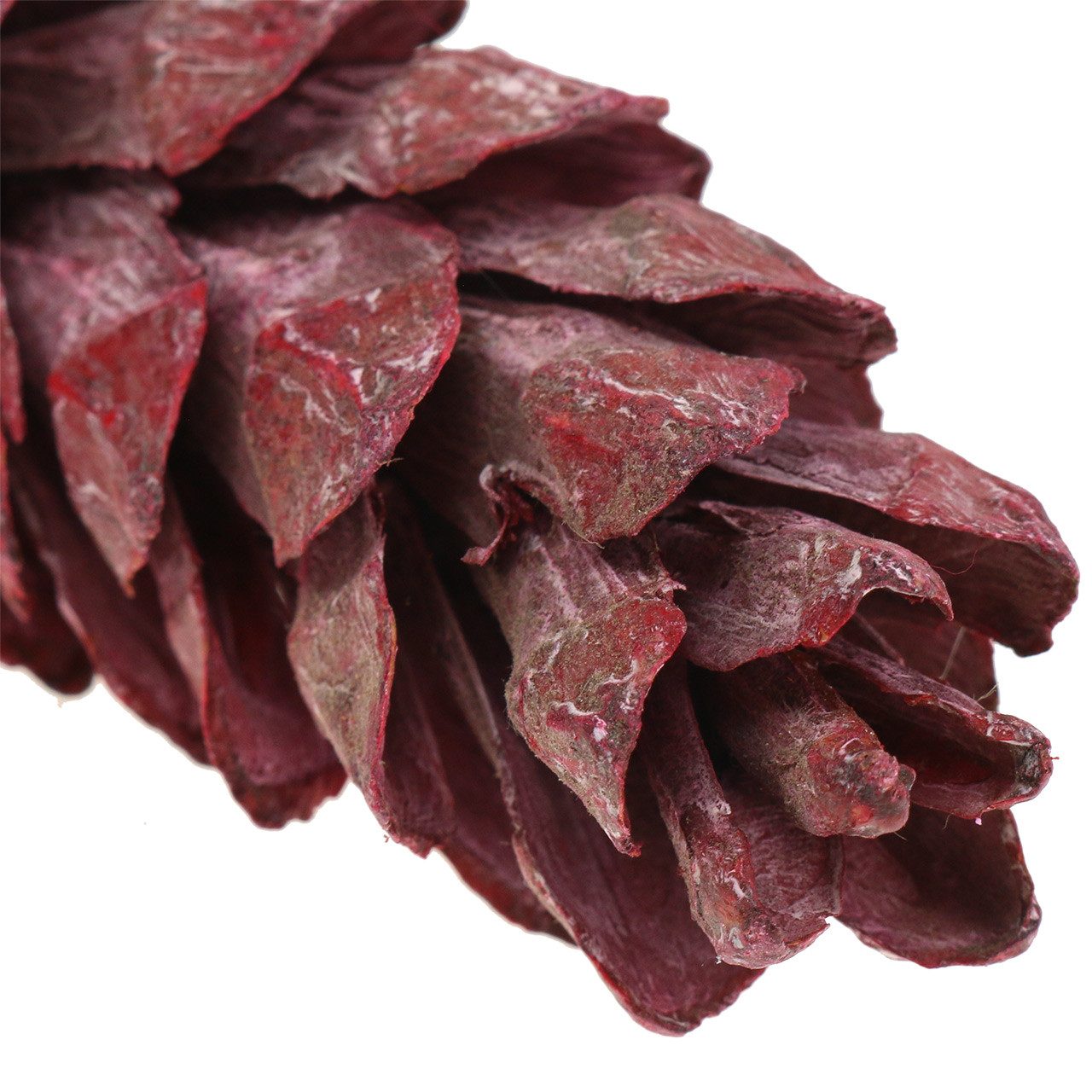 Trockenblume Strobus Zapfen Deko Rot Weiß gewaschen Weihnachten 50 St, Florists Products, Höhe 7 cm