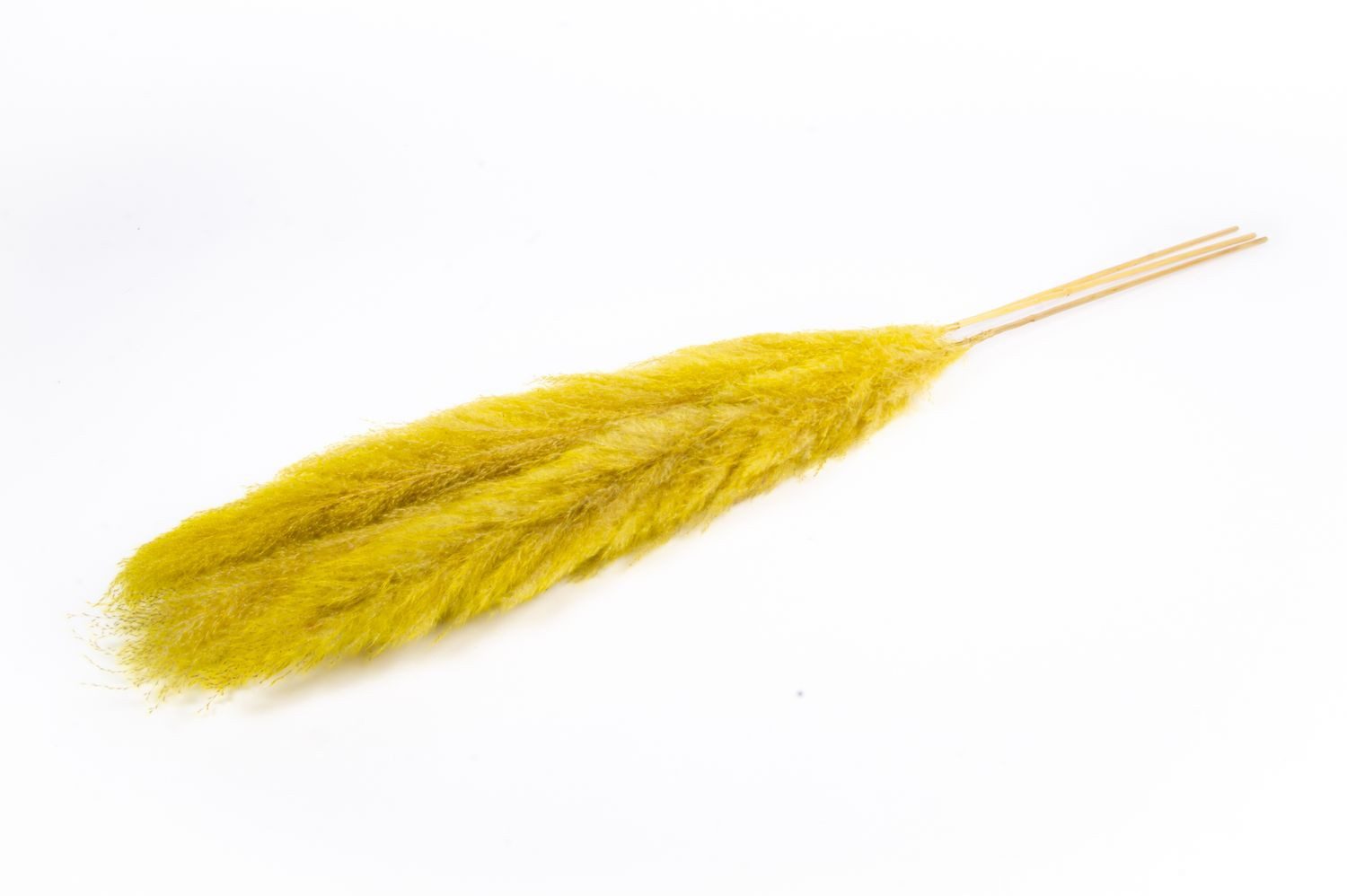 Trockenblume Pampasgras getrocknet ANIAMI, gelb, 130-140cm, Ø20cm, INNA-Glas, Höhe 140.0 cm