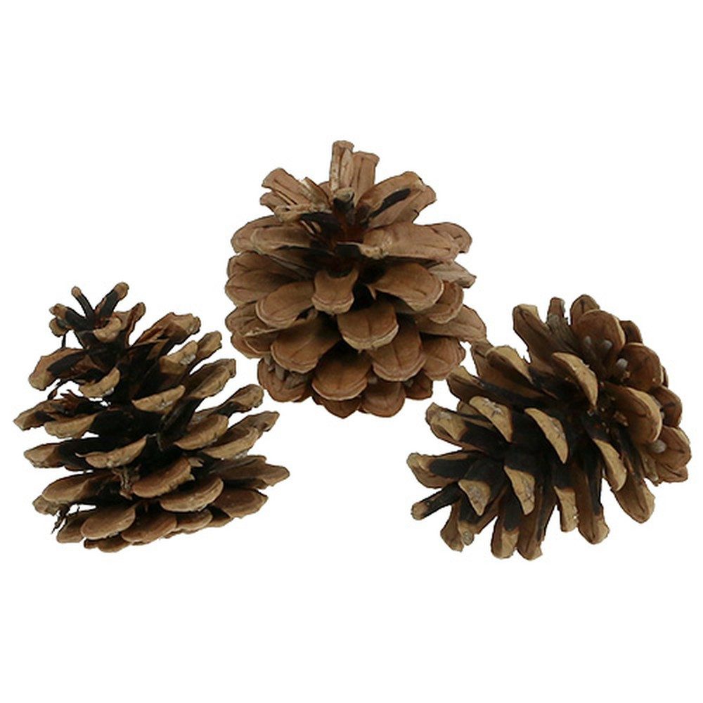 Trockenblume Weihnachts-Deko Kieferzapfen für festliche Tischdekoration, 5 Stück, Kaemingk, Höhe 5 cm