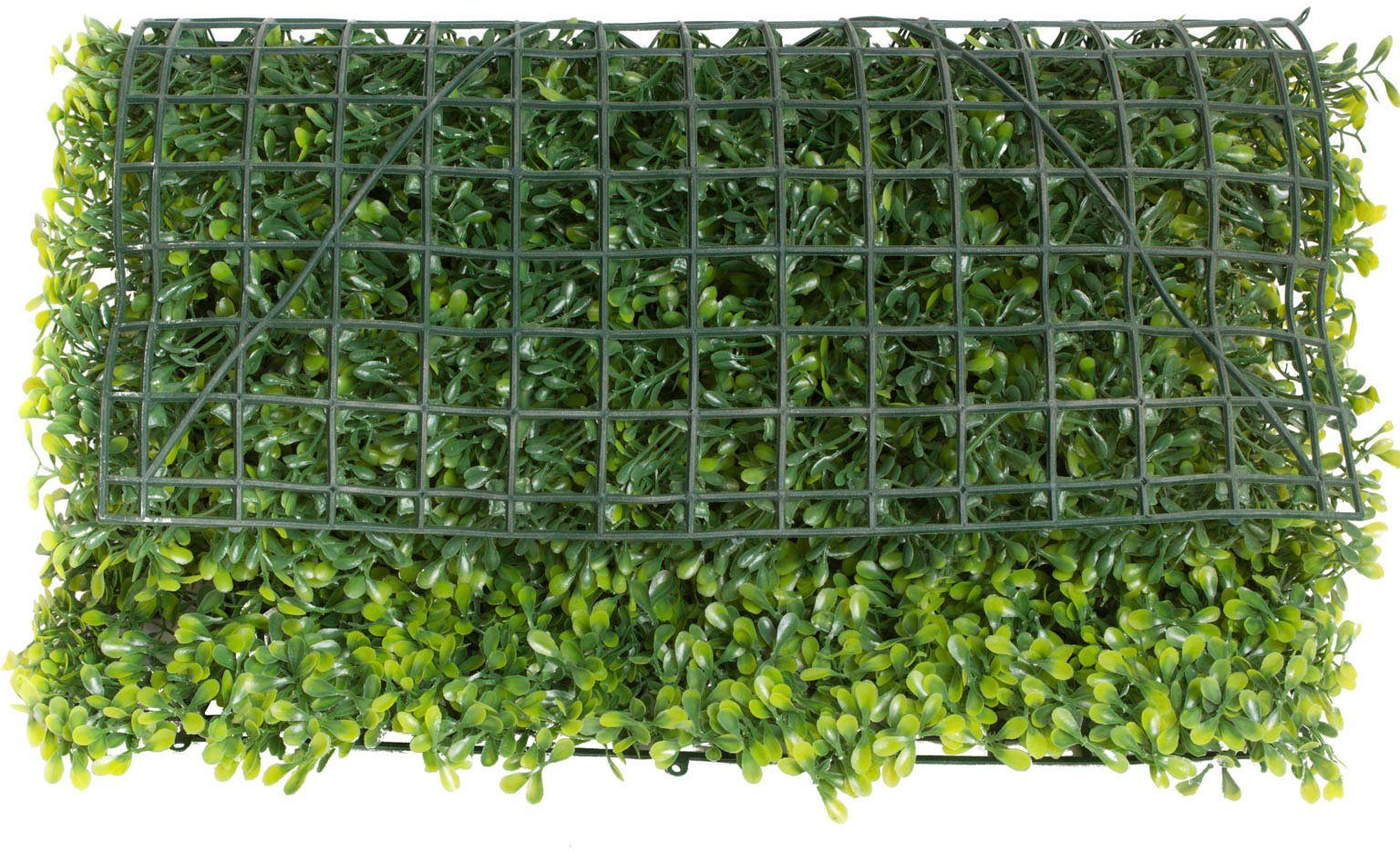 Künstliche Zimmerpflanze Buchsmatte groß Buchs, Botanic-Haus, günstig online kaufen
