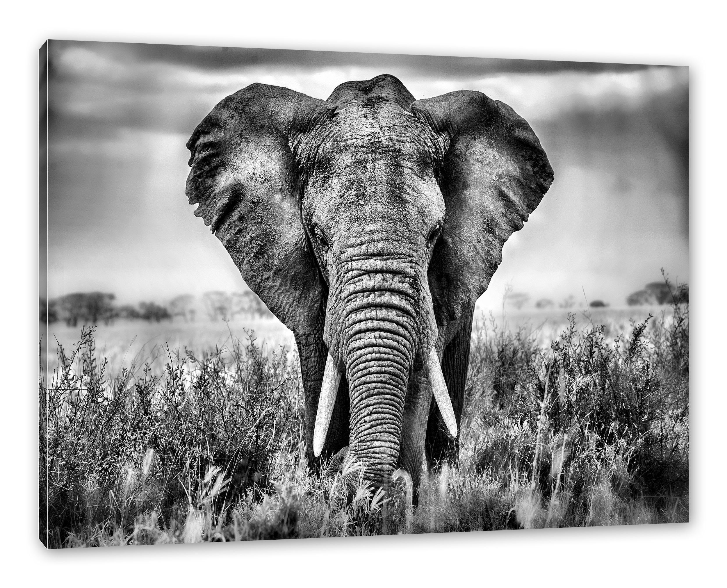 Pixxprint Leinwandbild Imposanter Elefant, Imposanter Elefant (1 St), Leinwandbild fertig bespannt, inkl. Zackenaufhänger