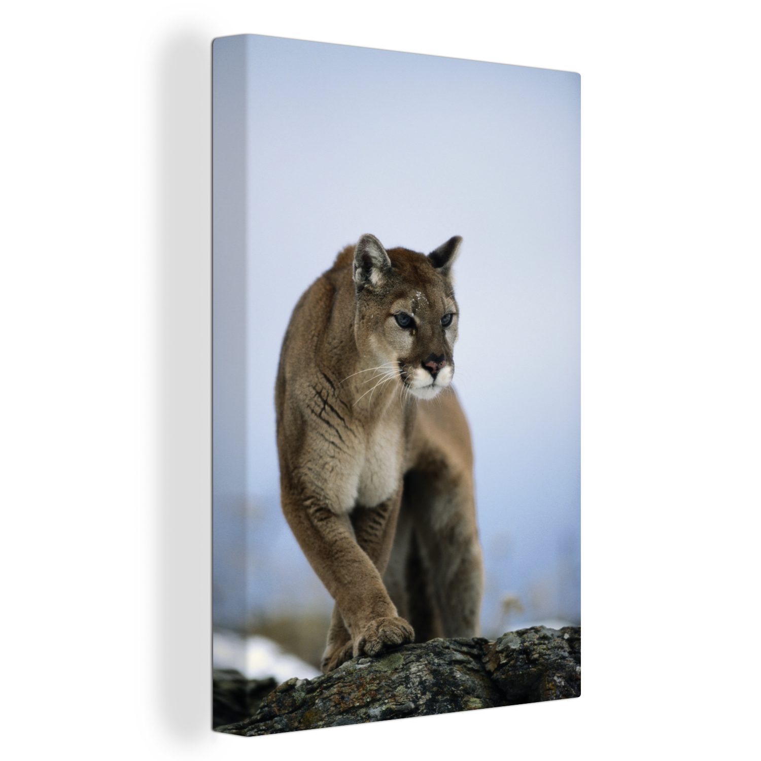 OneMillionCanvasses® Leinwandbild Puma auf Felsen, (1 St), Leinwandbild fertig bespannt inkl. Zackenaufhänger, Gemälde, 20x30 cm | Leinwandbilder