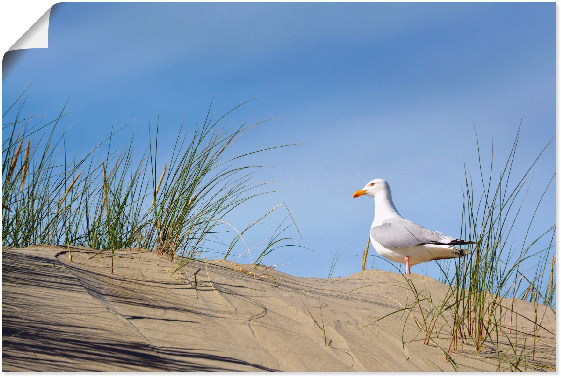 Artland Wandbild Möwe in Dünenlandschaft, Strand (1 St), als Alubild,  Leinwandbild, Wandaufkleber oder Poster in versch. Größen