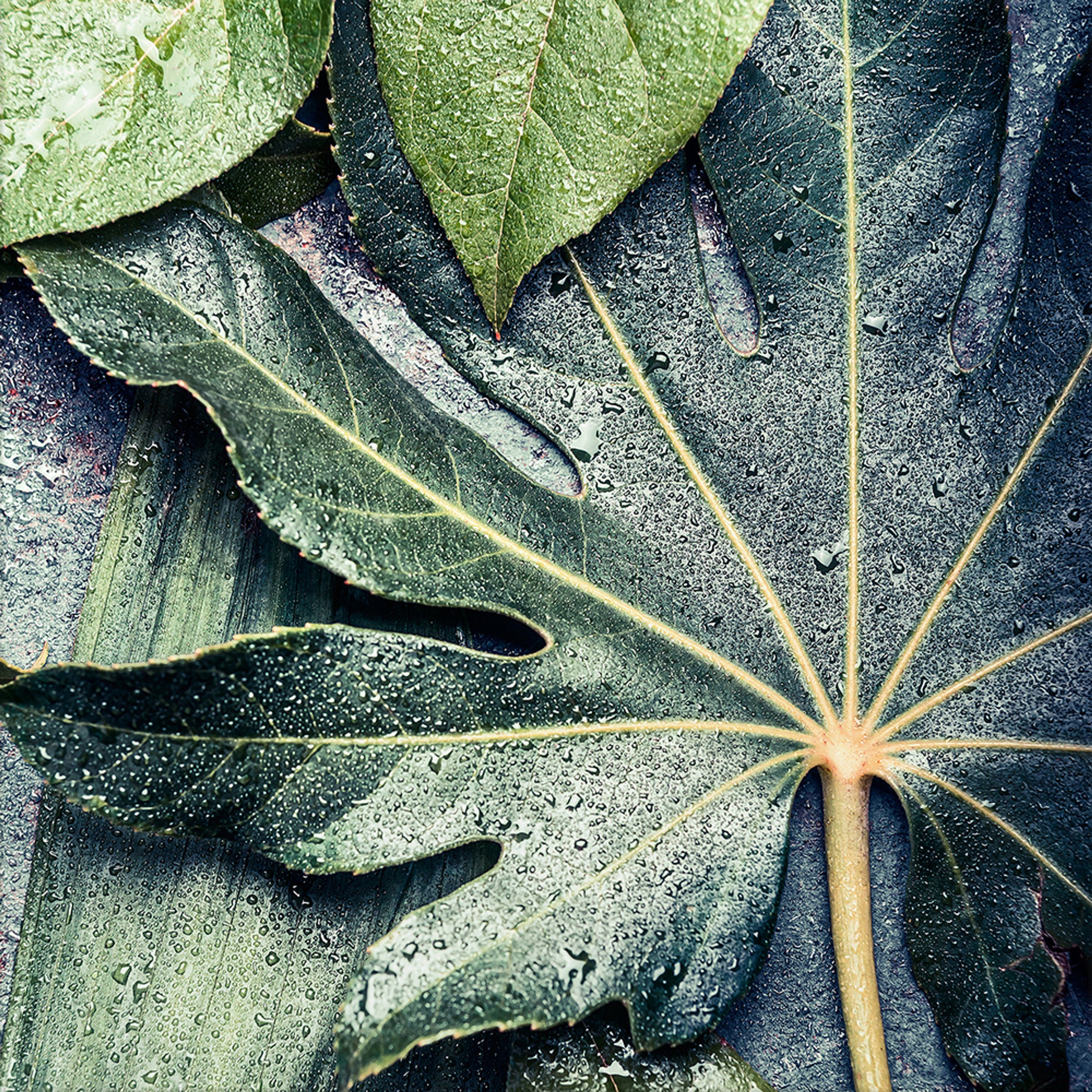 Tropical, Natur: Glasbild Natur grün Blatt Pflanzen Bild 30x30cm Glasbild Tropische artissimo