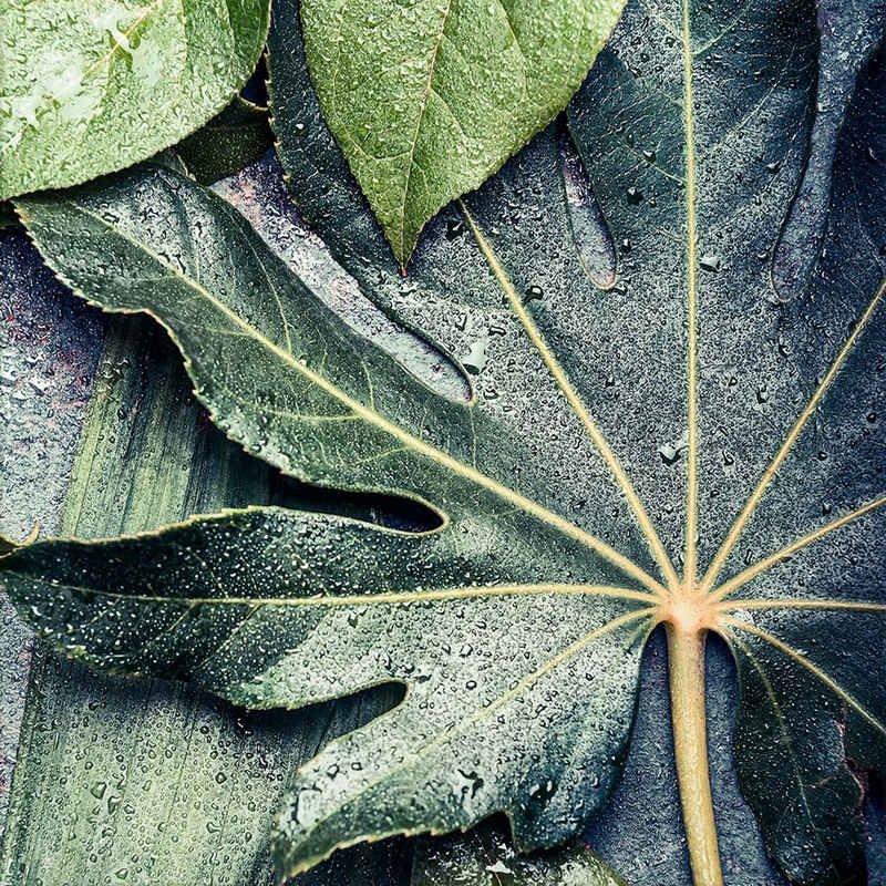 artissimo Glasbild Glasbild 30x30cm Bild Natur Blatt grün Tropical, Natur: Tropische Pflanzen