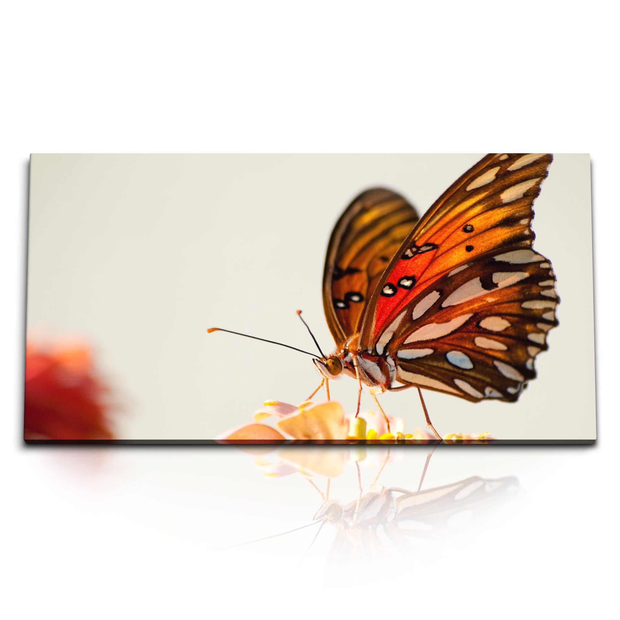 Leinwandbild Kunstdruck Bilder 120x60cm Schmetterling Tierfotografie Blume Blüte Na