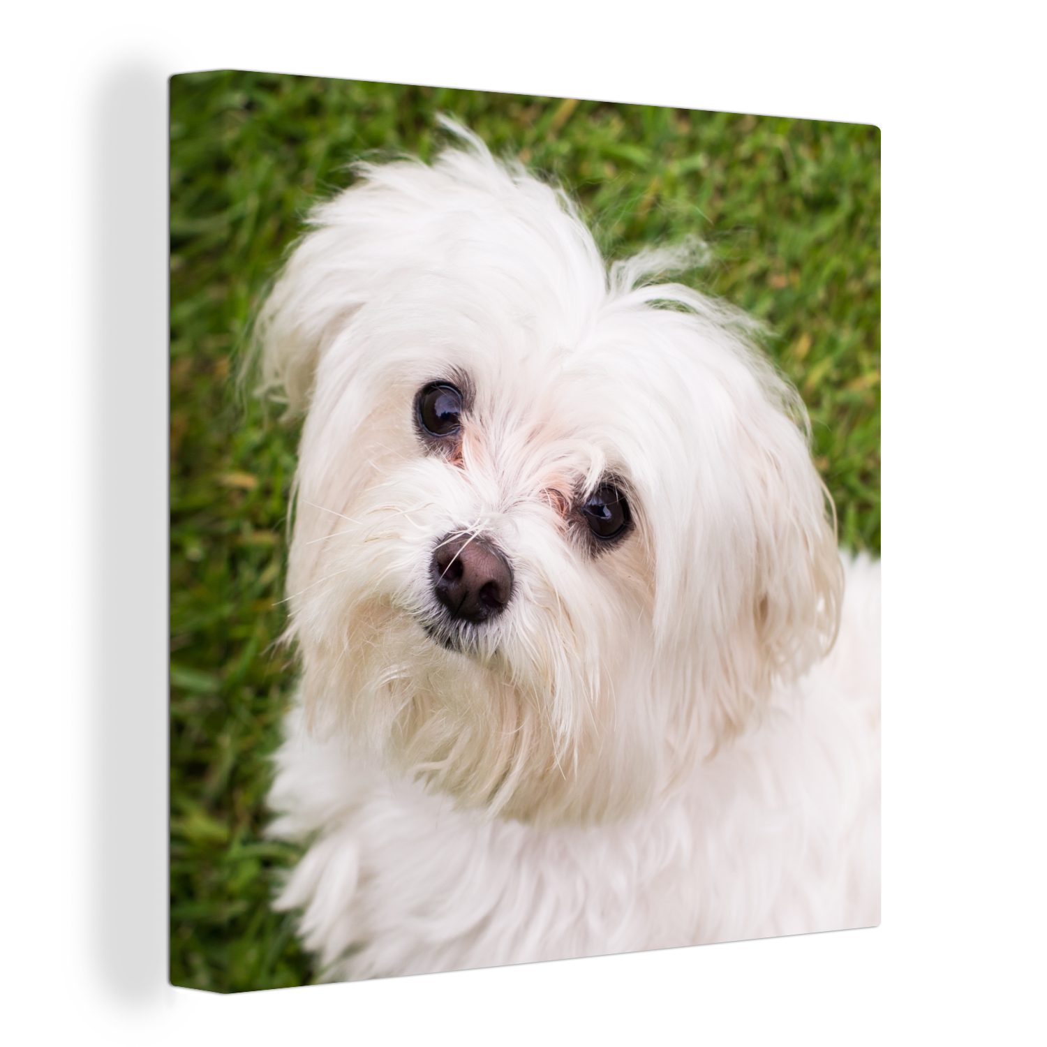 OneMillionCanvasses® Leinwandbild Malteserhund schaut auf, (1 St), Leinwand Bilder für Wohnzimmer Schlafzimmer