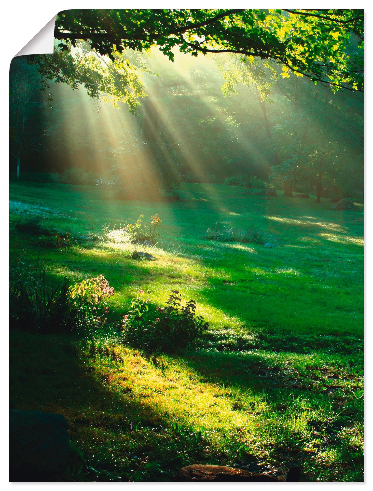 Artland Wandbild Lichtkegel, Wald (1 St), als Alubild, Leinwandbild, Wandaufkleber oder Poster in versch. Größen | Poster