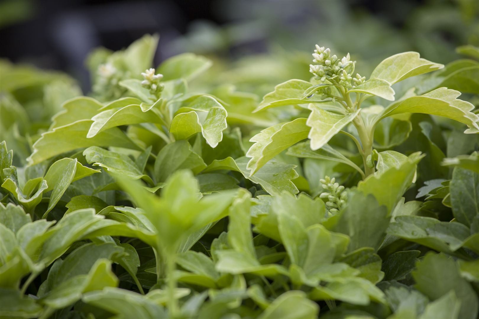 Pflanzen für Dich Bodendecker Pachysandra term. Green Sheen, 1 St., Ysander, Dickmännchen, glänzend, bodendecker