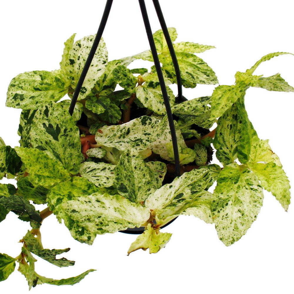 Exotenherz Zimmerpflanze Pflegeleichte Mini-Ampelpflanzen in der 12cm Ampel günstig online kaufen