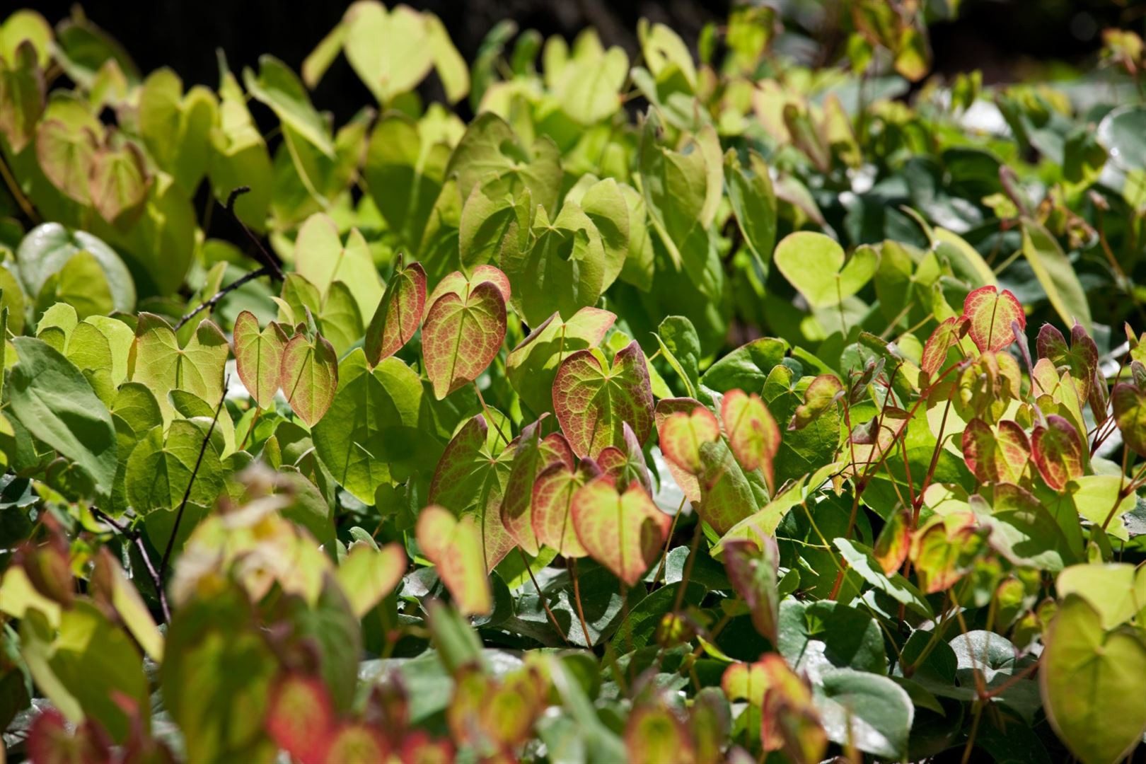 Pflanzen für Dich Staude Epimedium cult. Amber Queen, 1 St., Elfenblume