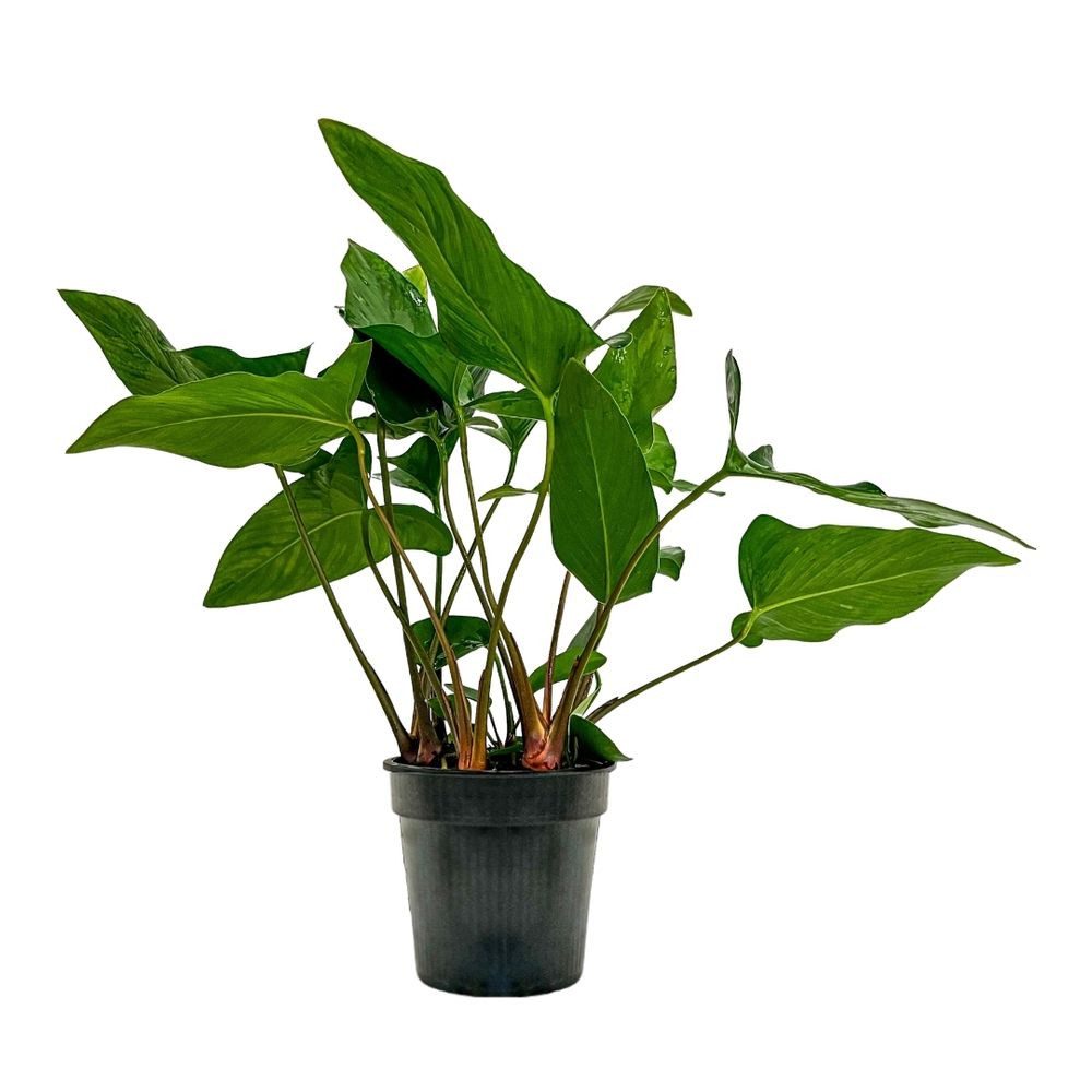 Aquaone Wasserpflanze Mutterpflanze Aquariumpflanze Anubias hastifolia Nr.301H XL