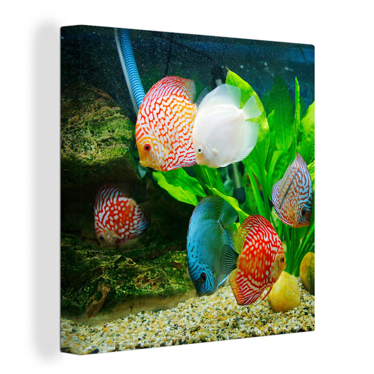 OneMillionCanvasses® Leinwandbild Fische in einem Aquarium, (1 St), Leinwand Bilder für Wohnzimmer Schlafzimmer