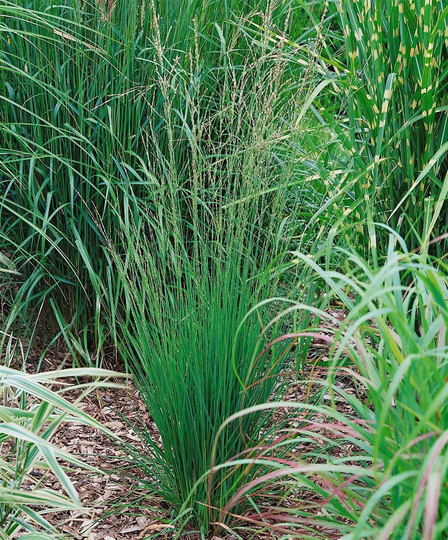 Pflanzen für Dich Gräser Molinia caer. Heidebraut, 1 St., Pfeifengras, Moor-Pfeifengras, aufrecht, herbstfärbung gelb