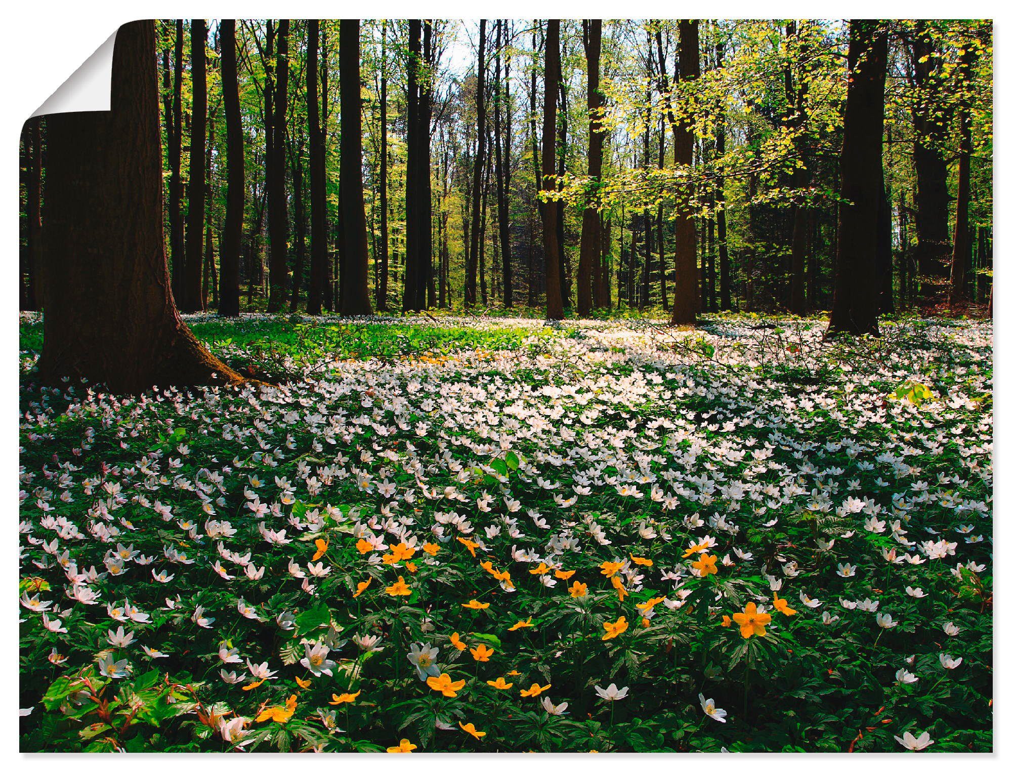 Poster oder Wandaufkleber (1 als Größen Frühlingswald Wald Windröschen, versch. Leinwandbild, in Wandbild mit St), bedeckt Artland