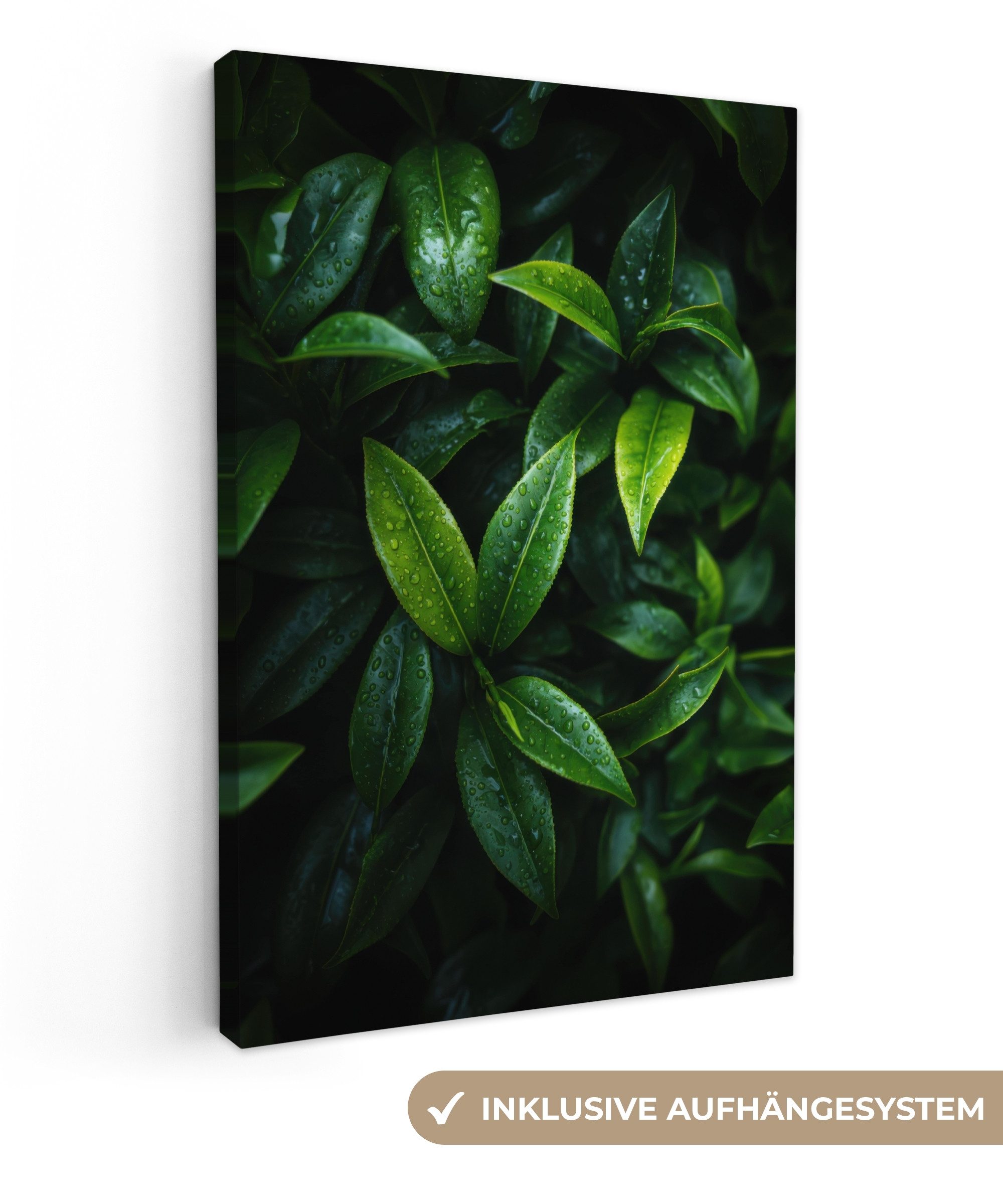 OneMillionCanvasses® Leinwandbild Blätter - Regentropfen - günstig online kaufen