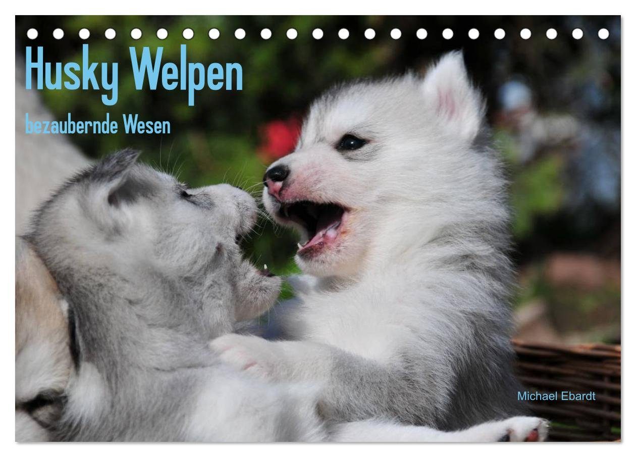 CALVENDO Wandkalender Husky Welpen (Tischkalender 2024 DIN A5 quer), CALVENDO Monatskalender