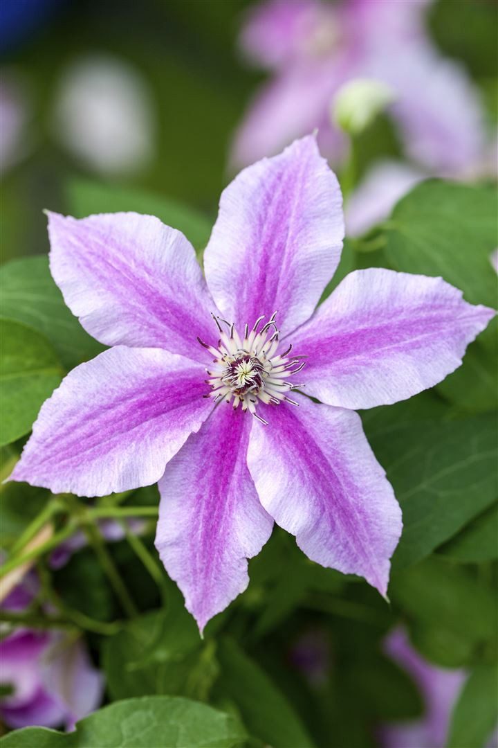 Pflanzen für Dich Kletterpflanze Clematis Souv. du Capitaine Thuilleaux, 1 St., Clematis, zweifarbig, sommerblühend