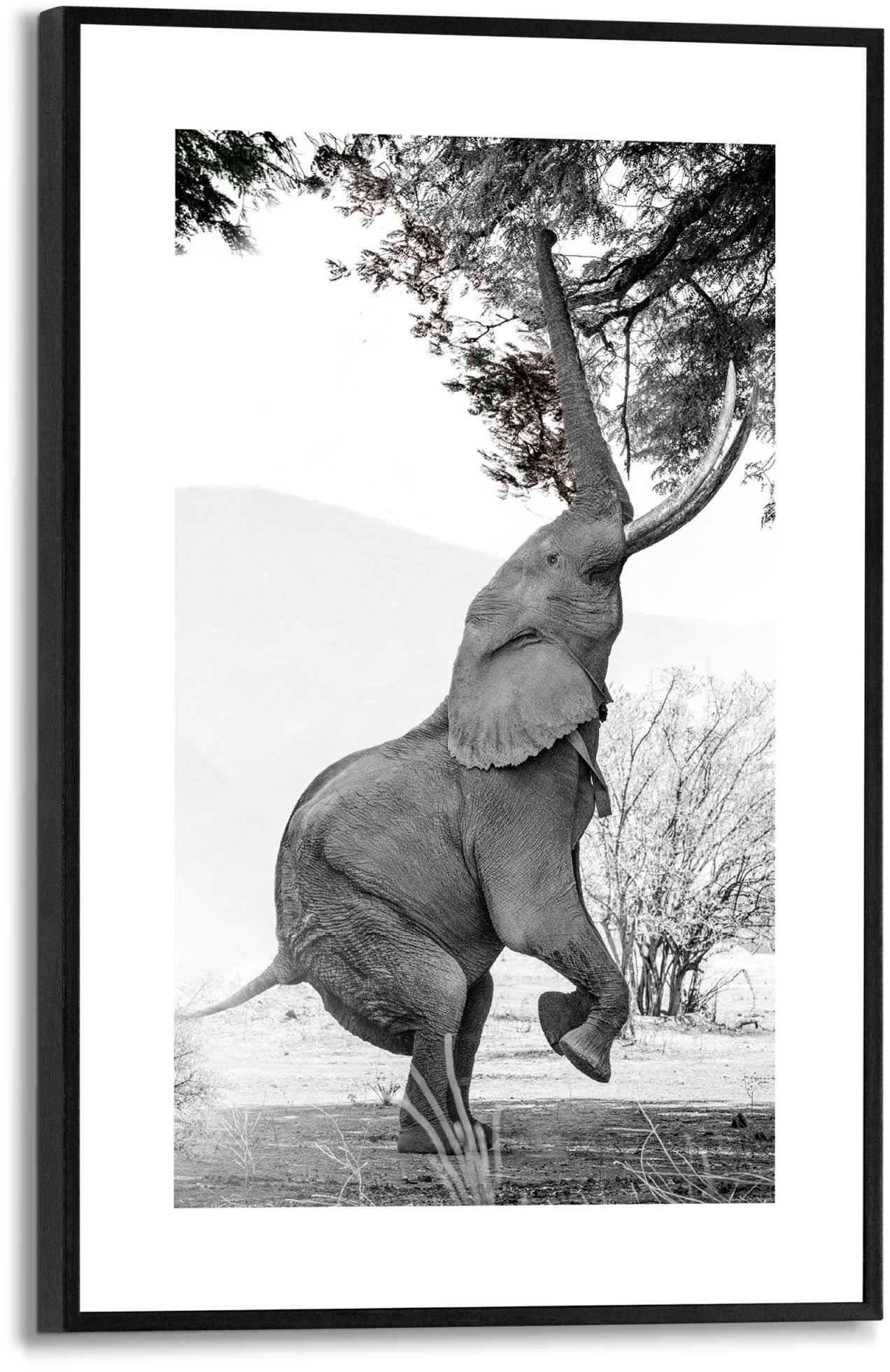 Reinders! Poster Elefant, Mix zu Motive Match Größen kombinieren in & einfach und verschiedenen