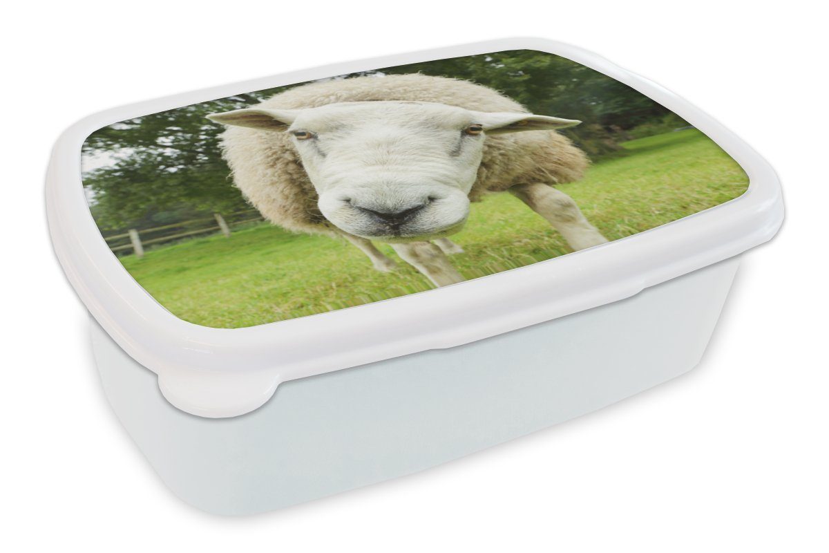 MuchoWow Lunchbox Schaf - Lustig - Wiese - Kinder - Jungen - Mädchen - Kind, Kunststoff, (2-tlg), Brotbox für Kinder und Erwachsene, Brotdose, für Jungs und Mädchen weiß | Lunchboxen