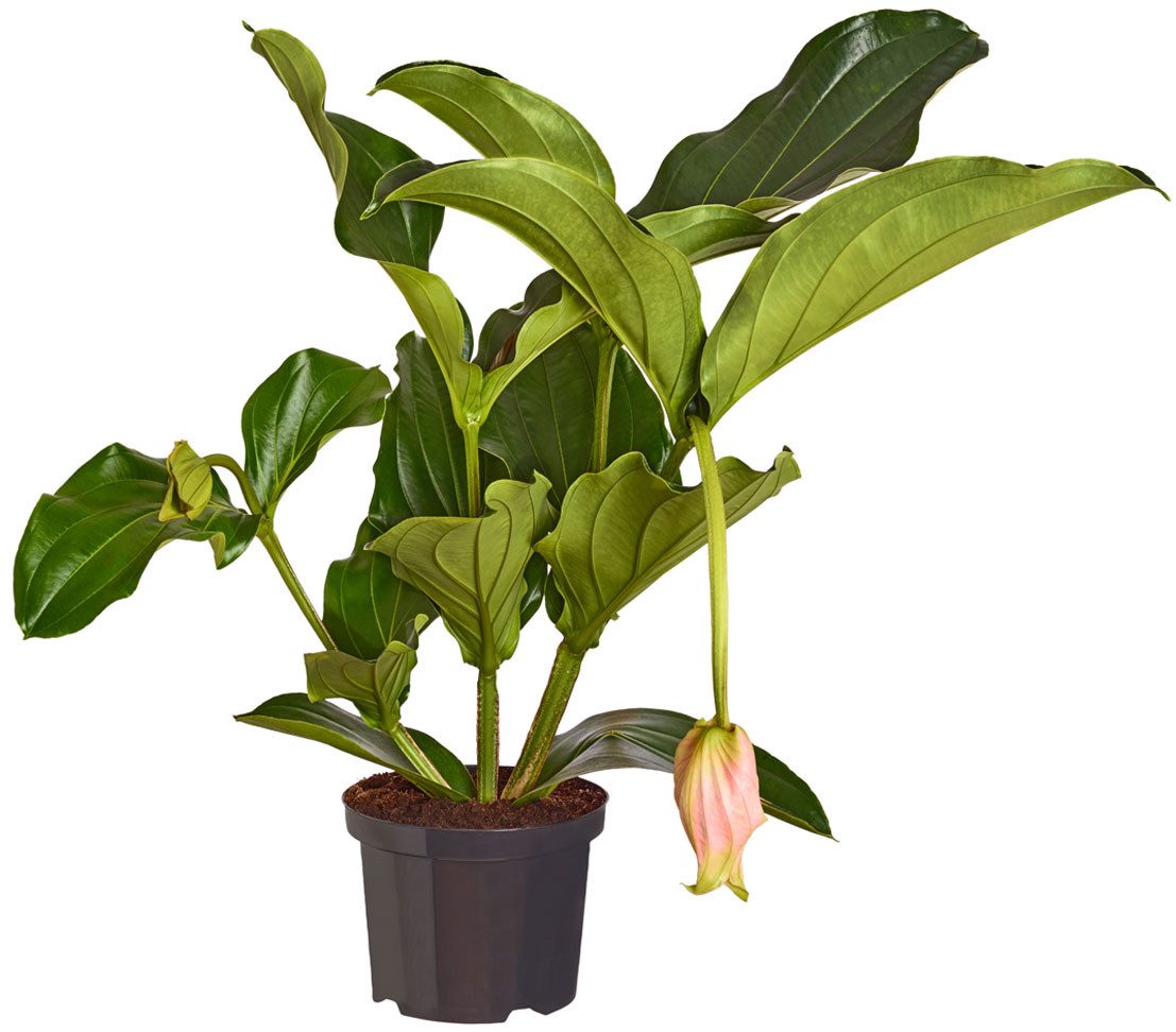 Dehner Zimmerpflanze Medinille, Medinilla magnifica, rosafarbene Blüten, exotische Zimmerpflanze mit überhängendem Wuchs