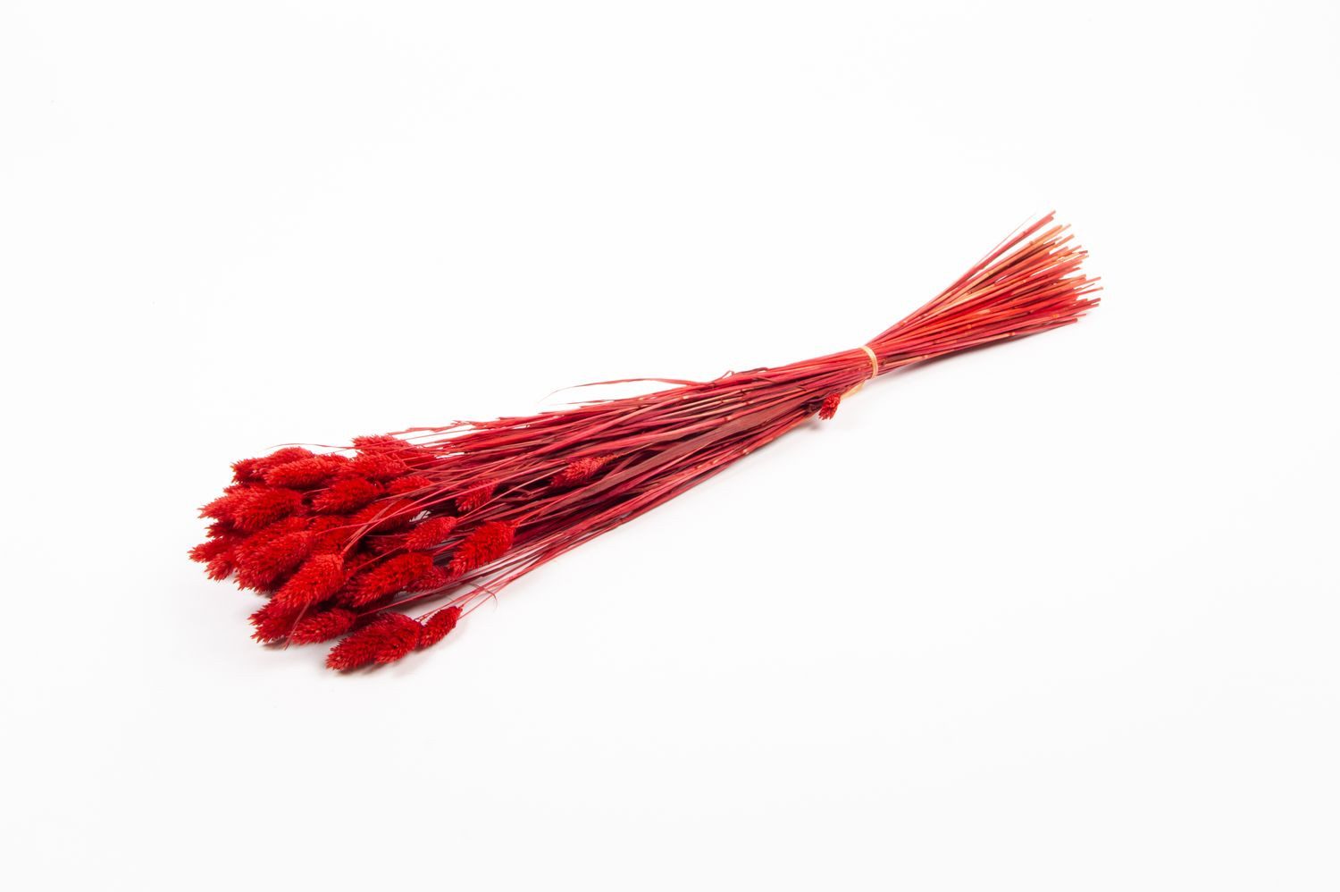 Trockenblume Kanariengras getrocknet BRAGILA im Bund, rot, 50-75cm, Ø12cm, INNA-Glas, Höhe 75.0 cm