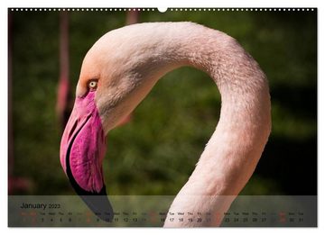 CALVENDO Wandkalender Flamingos Think pink (Premium-Calendar 2023 DIN A2 Landscape)